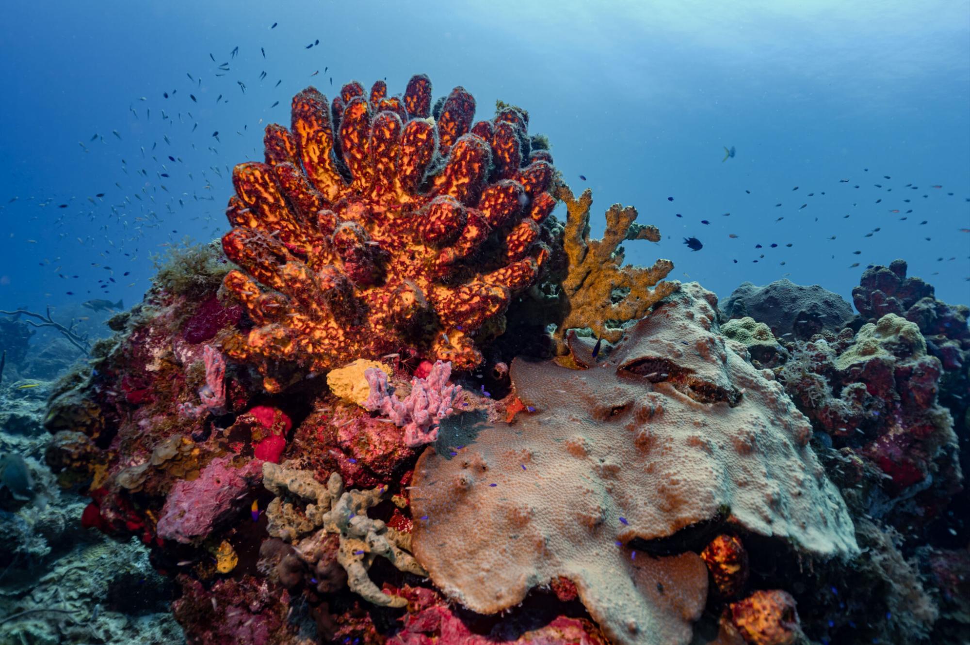 $!Científicos descubren monumentales arrecifes de coral en el Golfo de México