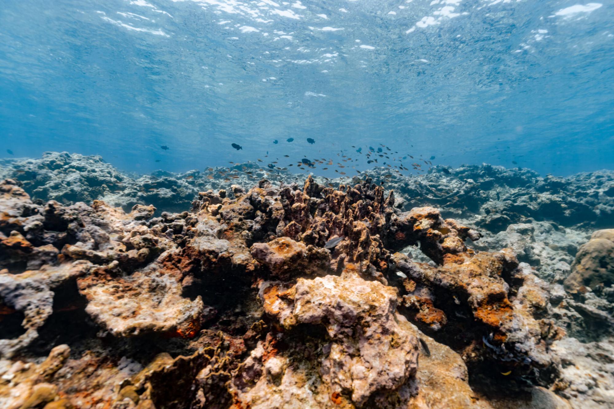 $!Científicos descubren monumentales arrecifes de coral en el Golfo de México