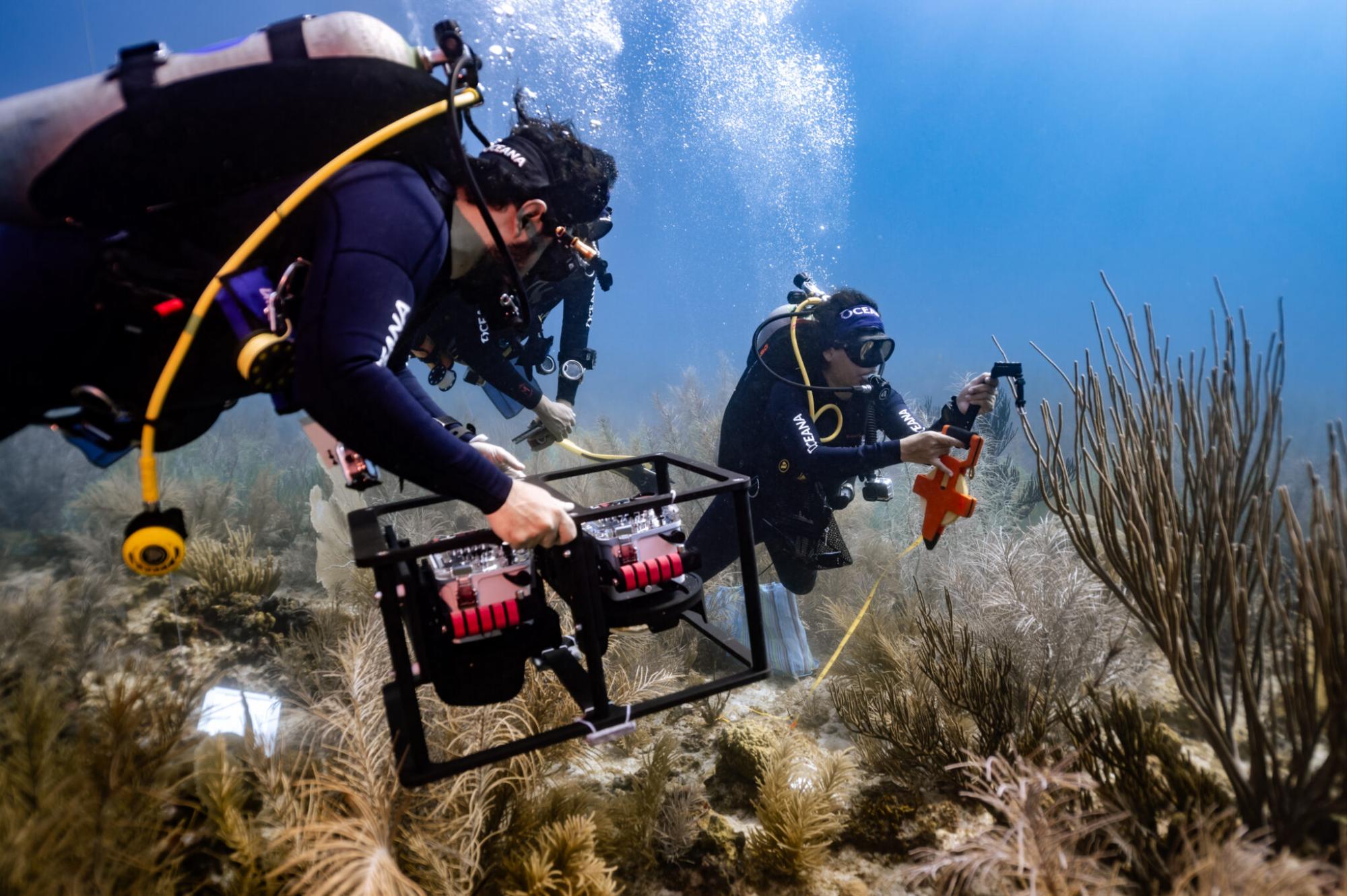 $!Científicos descubren monumentales arrecifes de coral en el Golfo de México