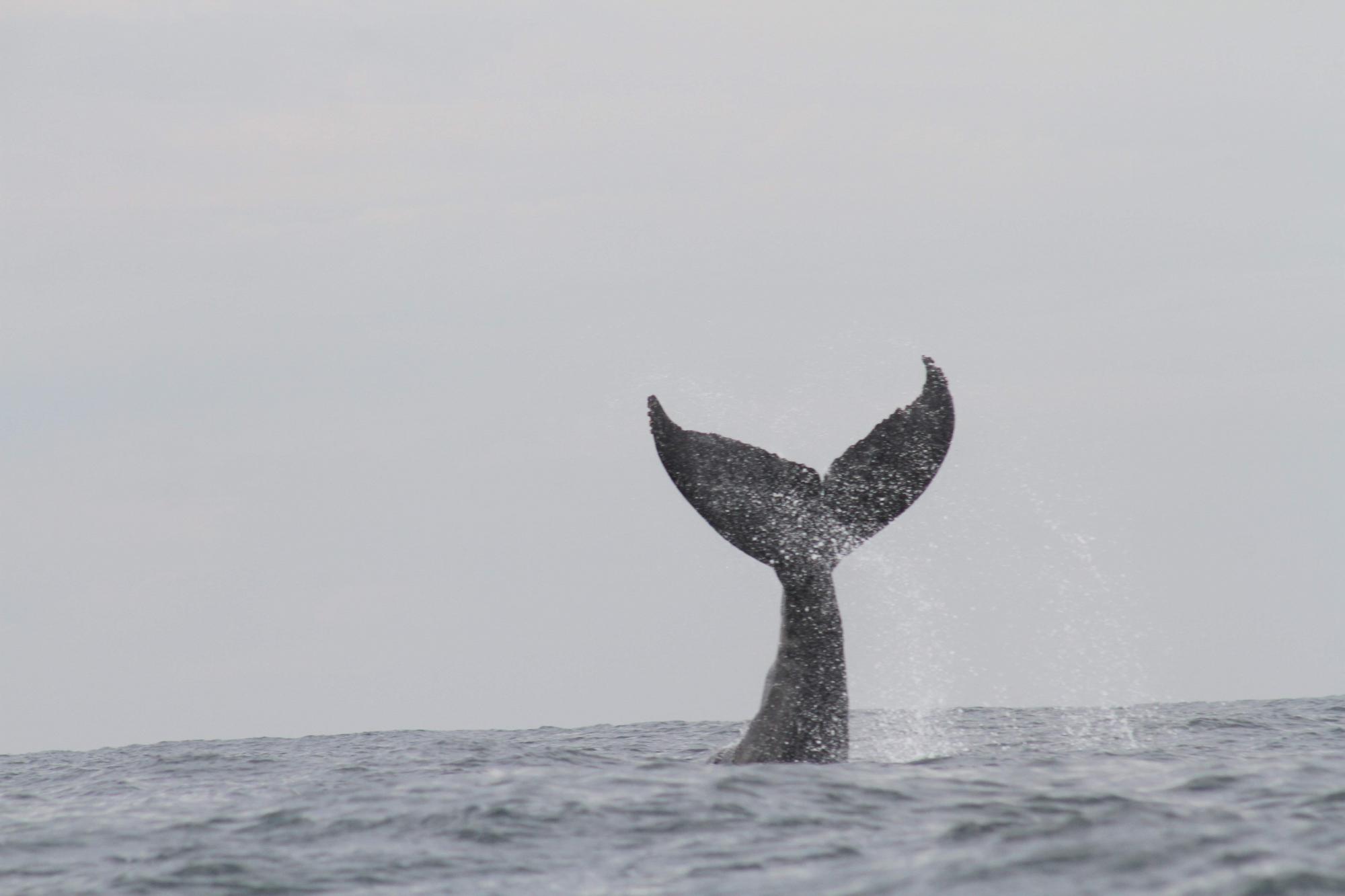 $!Urge proteger a las ballenas que llegan a México: Oceana