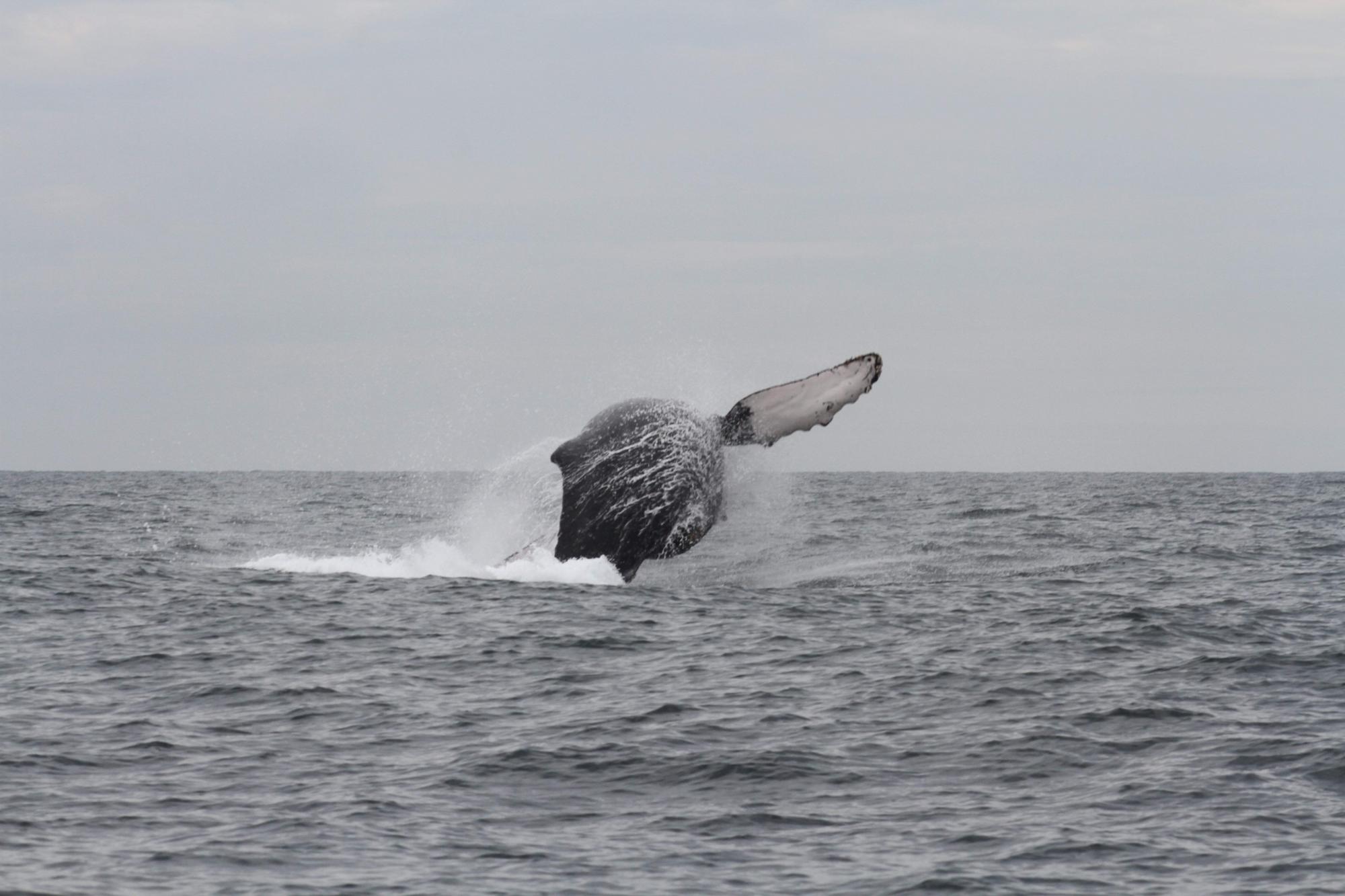 $!Urge proteger a las ballenas que llegan a México: Oceana