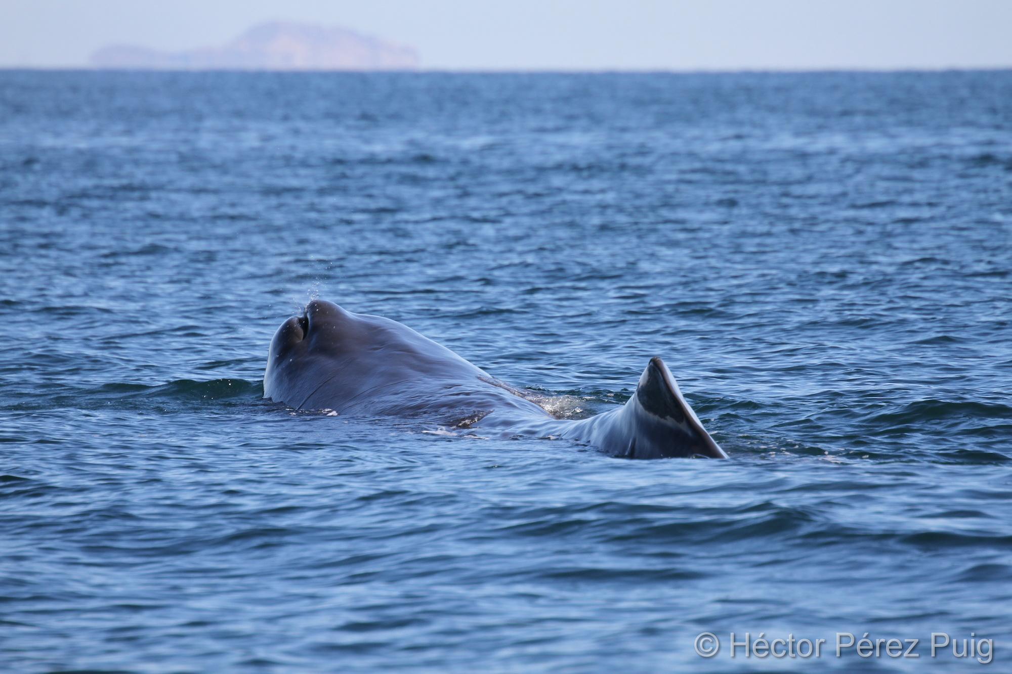 $!Estudio demuestra que cachalotes desaparecen del Golfo de California