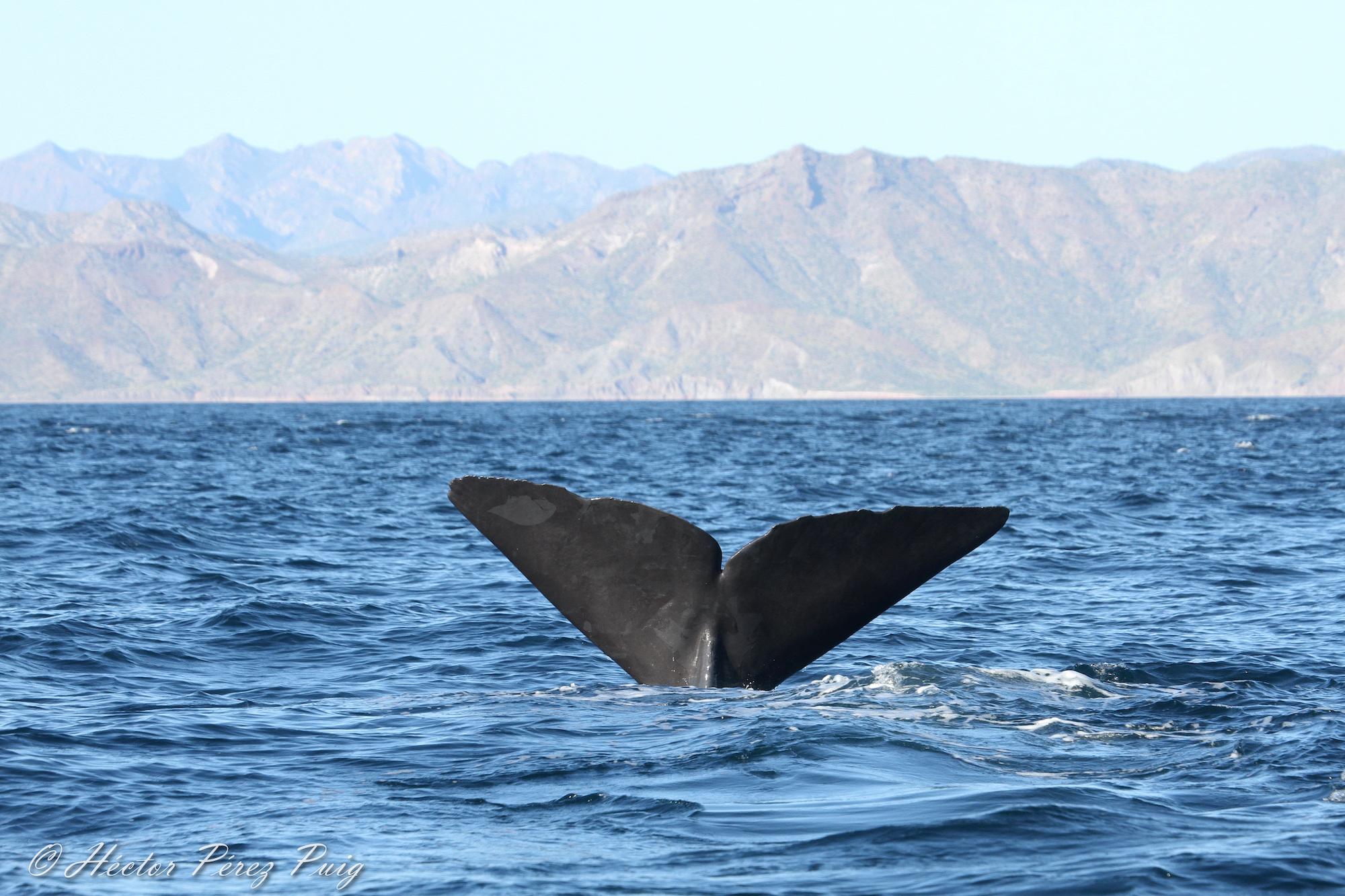 $!Estudio demuestra que cachalotes desaparecen del Golfo de California