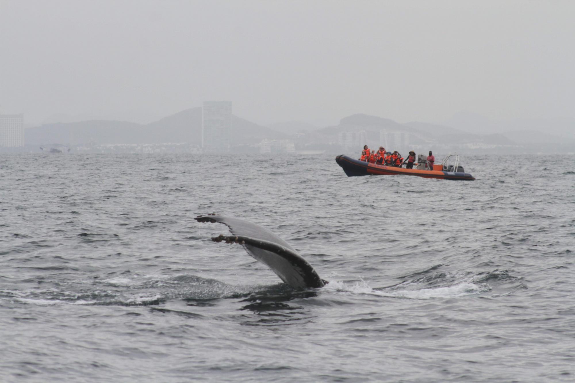 $!Urge proteger a las ballenas que llegan a México: Oceana