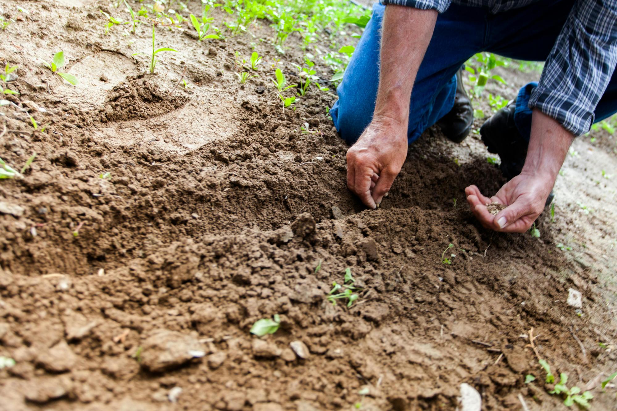 $!Existen más de 50 tipos de maíces nativos con un proceso de cultivo que parte de la selección de las mejores semillas.