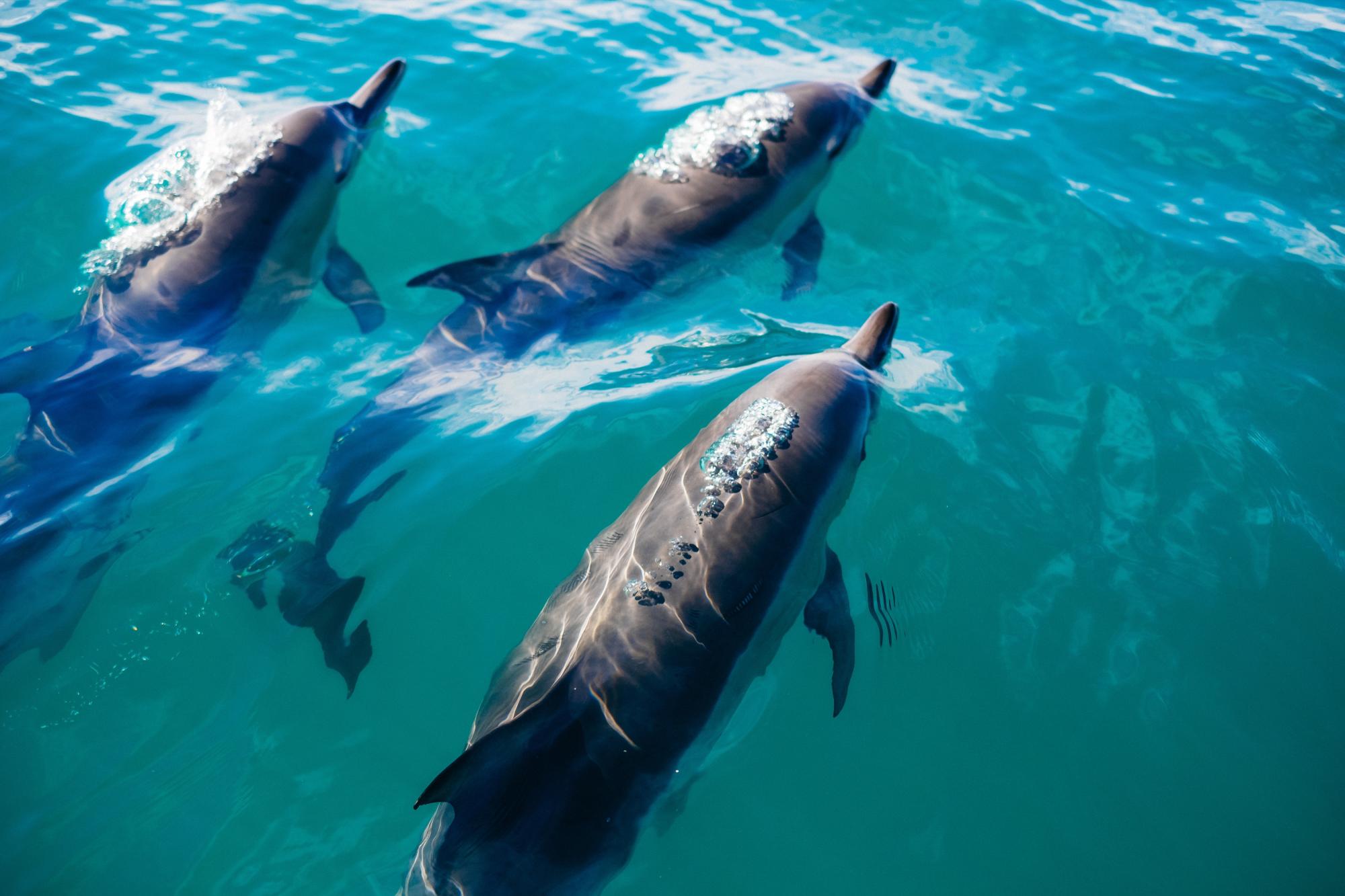 $!El calentamiento del mar también impacta sobre las especies marinas.