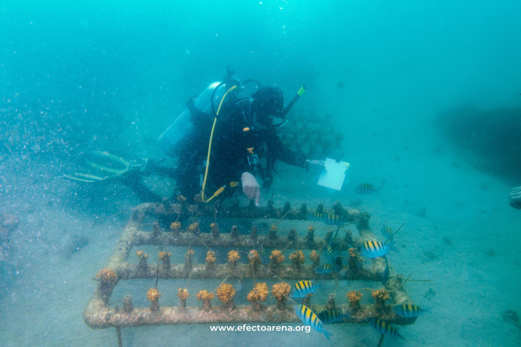 $!Buzo restaurador realizando monitoreo del crecimiento de colonias de coral en los viveros de Efecto Arena.