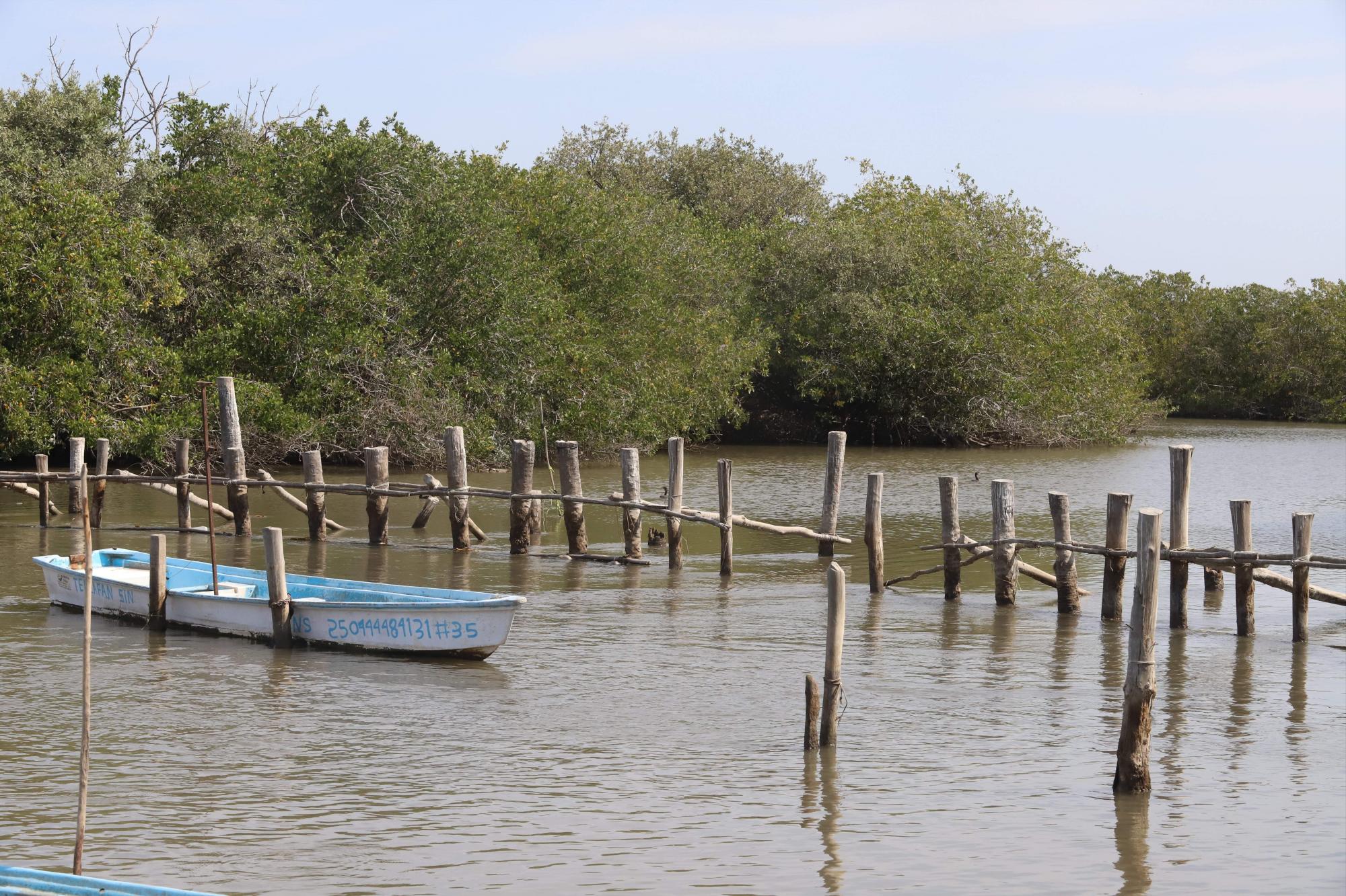 $!En 20 años, pescadores de El Huizache no habían tenido repunte de 400 toneladas