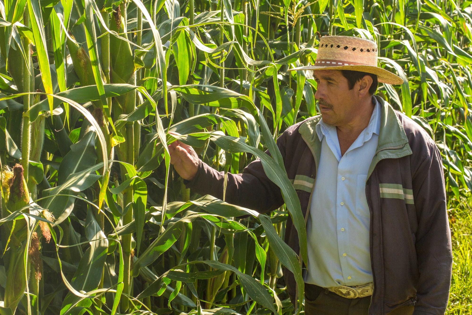 $!Agricultor en las milpas.