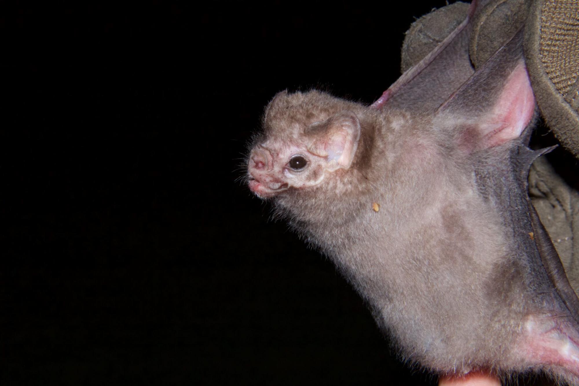 $!El murciélago vampiro de patas peludas (Diphylla ecaudata) es una de las dos especies de murciélagos hematófagos en Yucatán. En esta imagen podemos ver una futura madre, en la Zona Arqueológica de Dzibilchaltún, Yucatán.