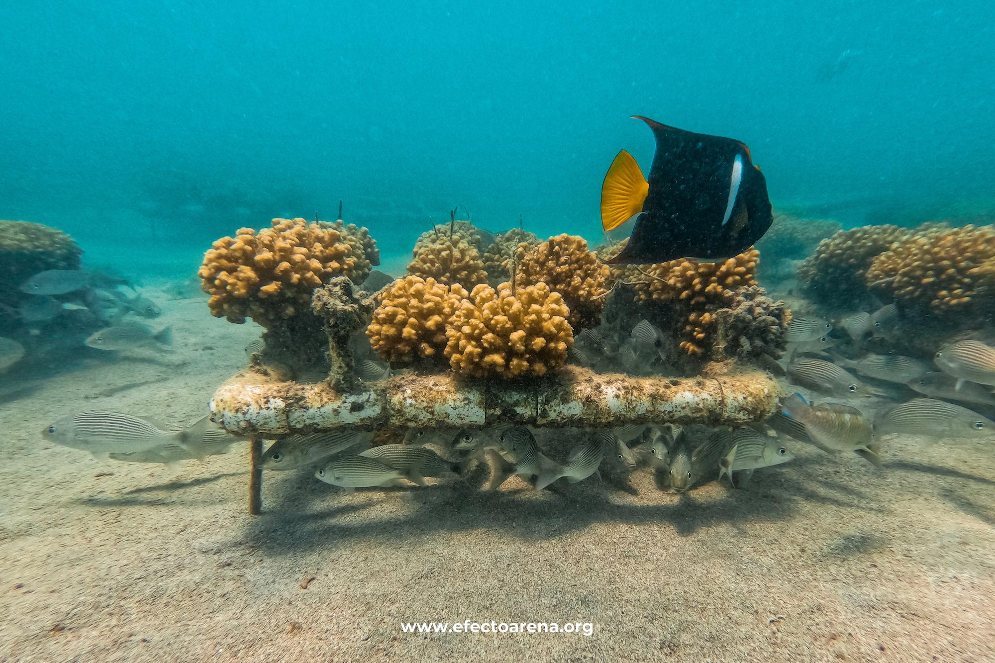 $!Una de las camas de vivero de coral de Efecto Arena, que sirven como zonas de refugio para algunas especies.