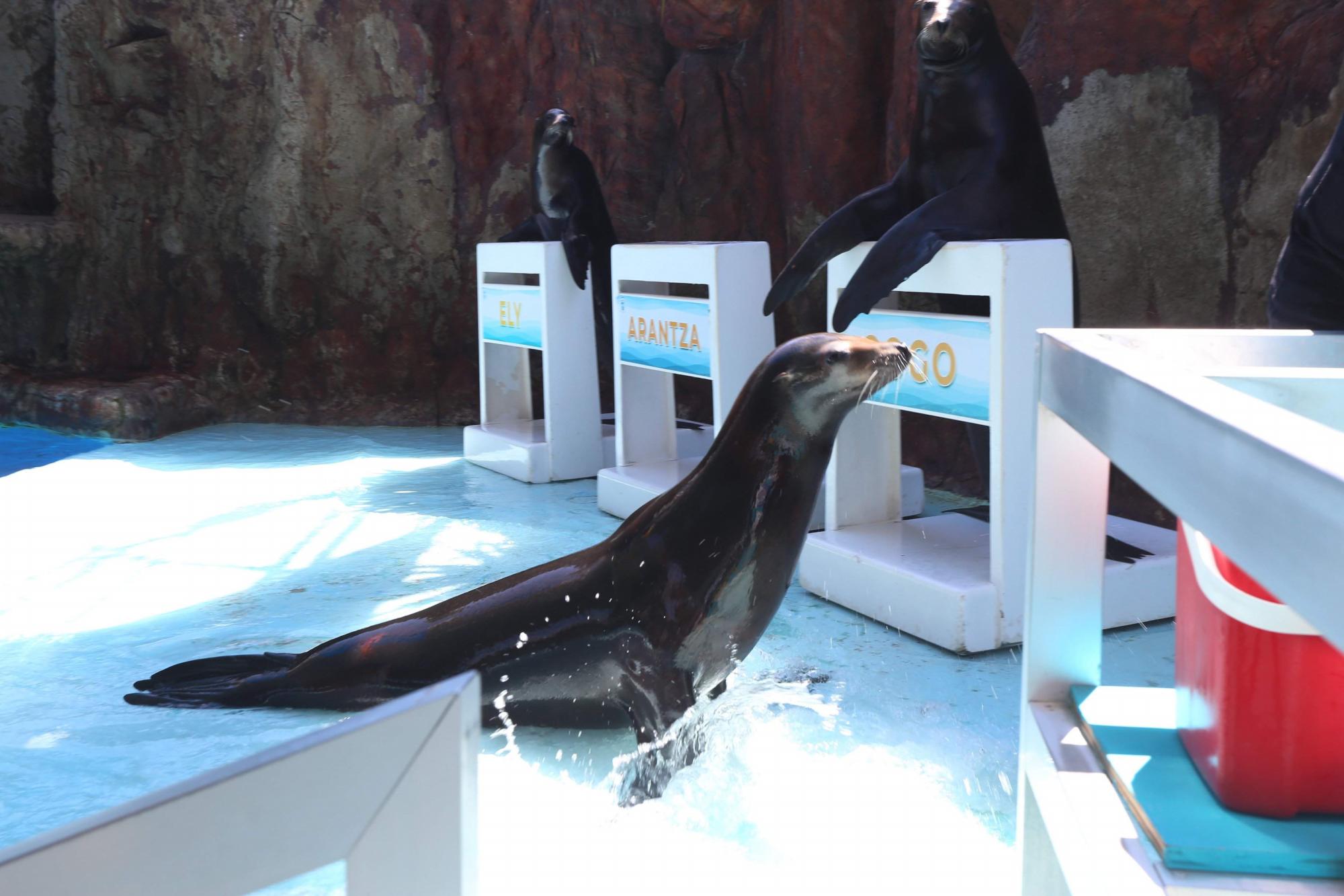 $!Acuario Mazatlán alista su cierre tras 42 años siendo el sitio más visitado de Mazatlán