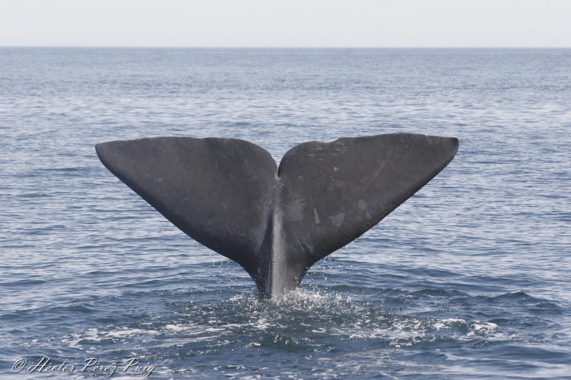 $!Estudio demuestra que cachalotes desaparecen del Golfo de California