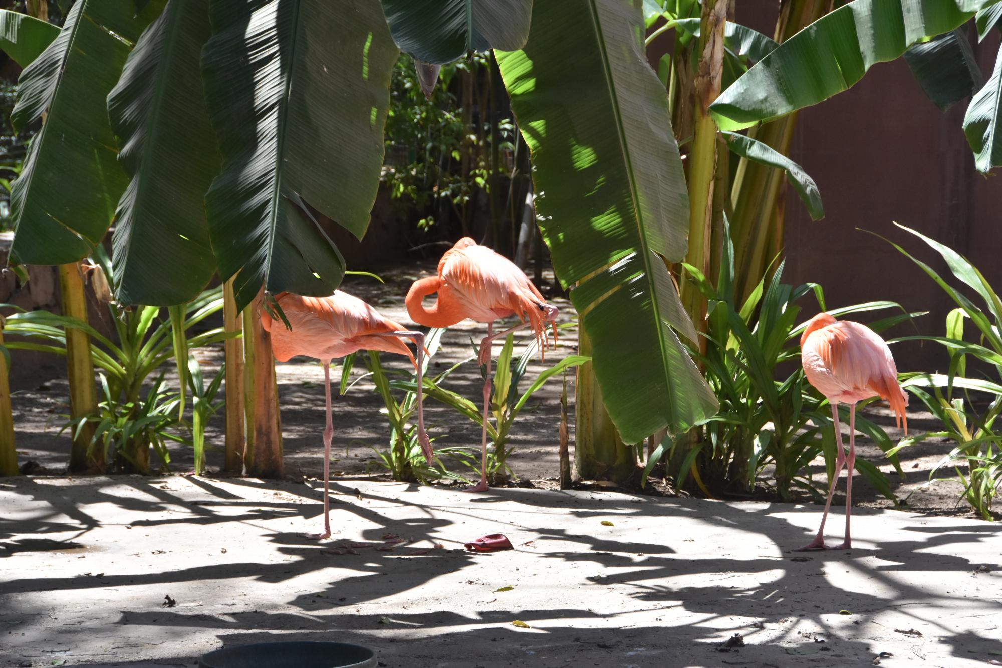 $!Los flamingos son parte del atractivo.