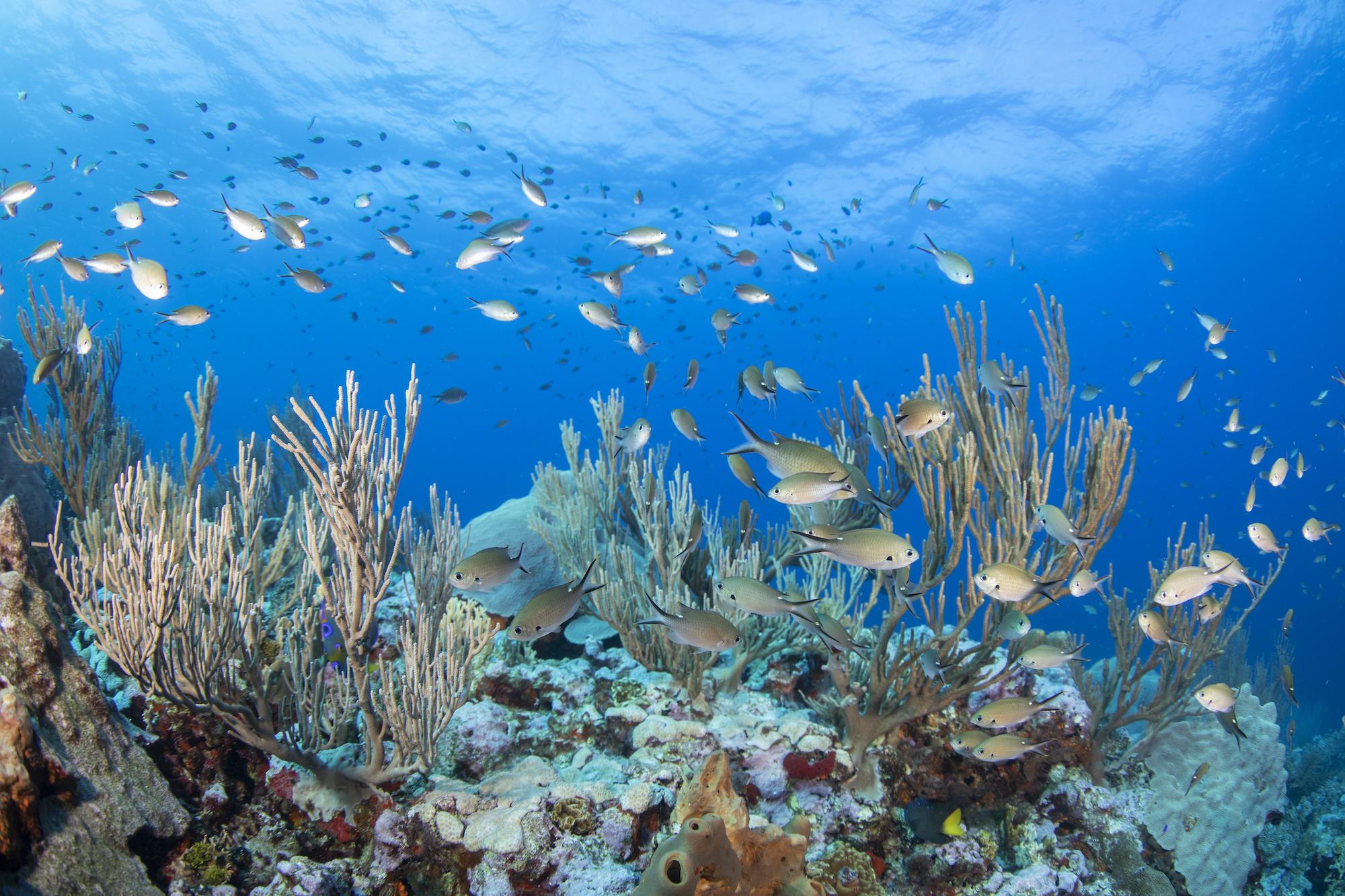 $!La acidificación del océano y la reducción de oxigeno afecta a las especies marinas.