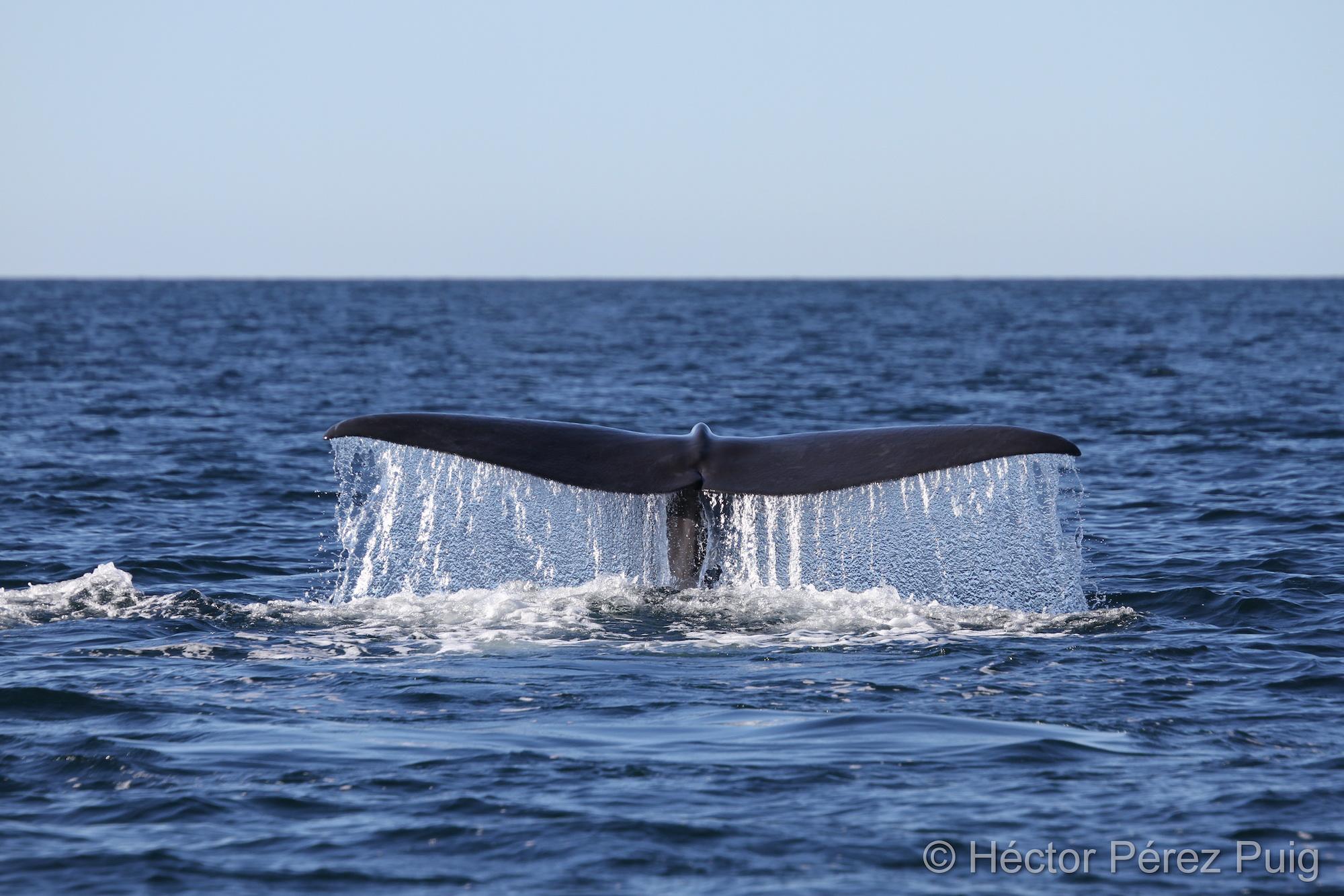 $!Estudio demuestra que cachalotes desaparecen del Golfo de California