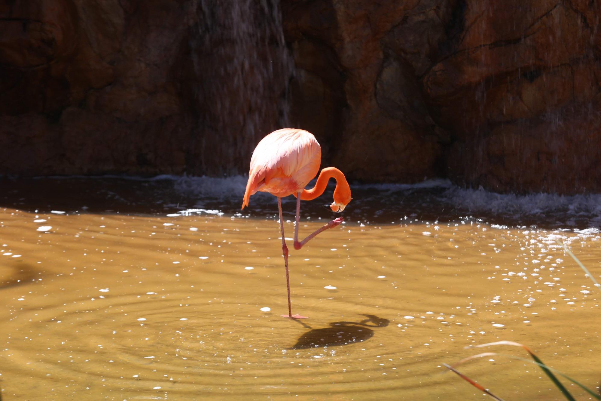 $!Acuario Mazatlán alista su cierre tras 42 años siendo el sitio más visitado de Mazatlán