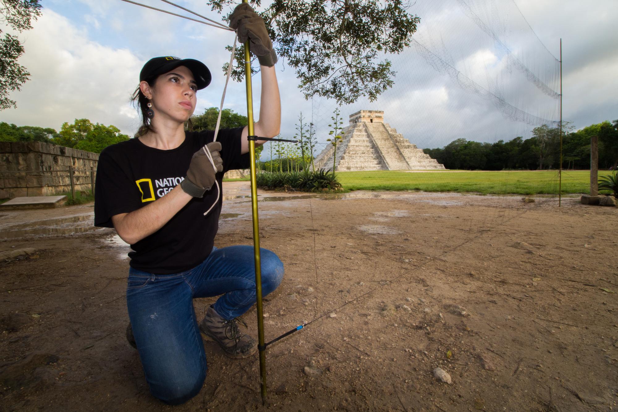 $!La bióloga Daniela Cafaggi instalando una red de niebla en Chichén Itzá.