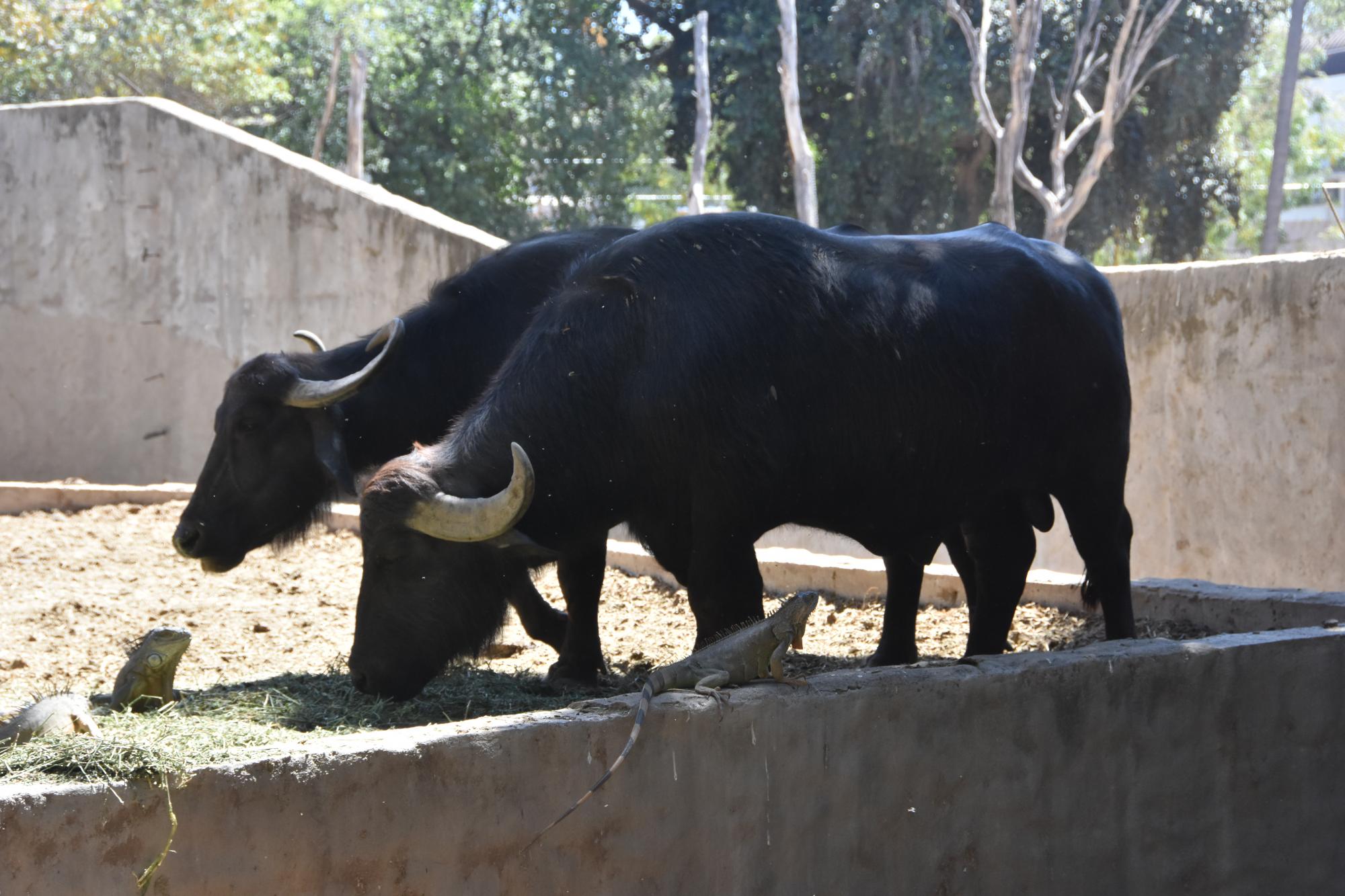 $!Los búfalos son otras especies que habitan en el Zoológico de Culiacán.