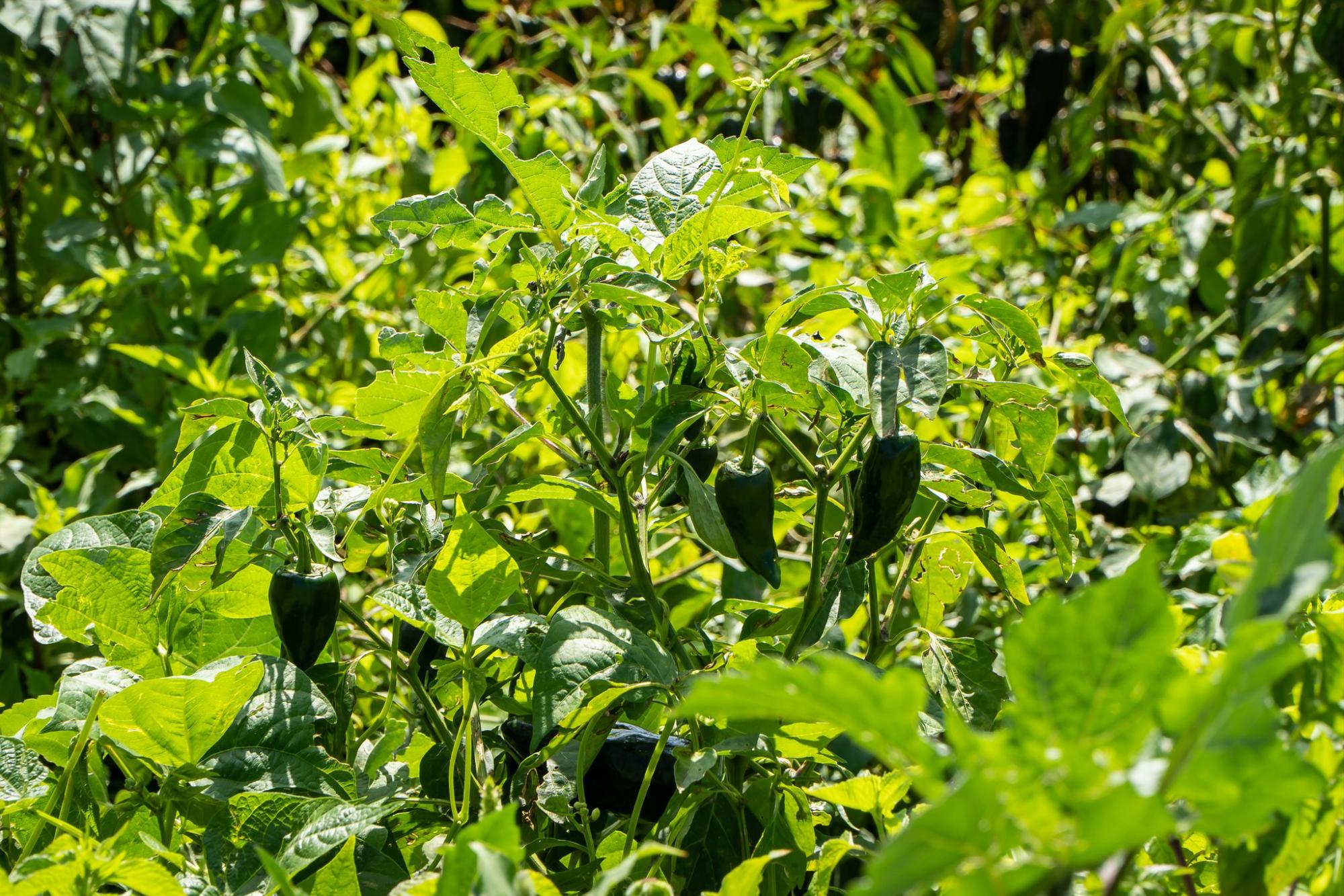 $!Garantizan productores de chile poblano producción y abasto: Agricultura