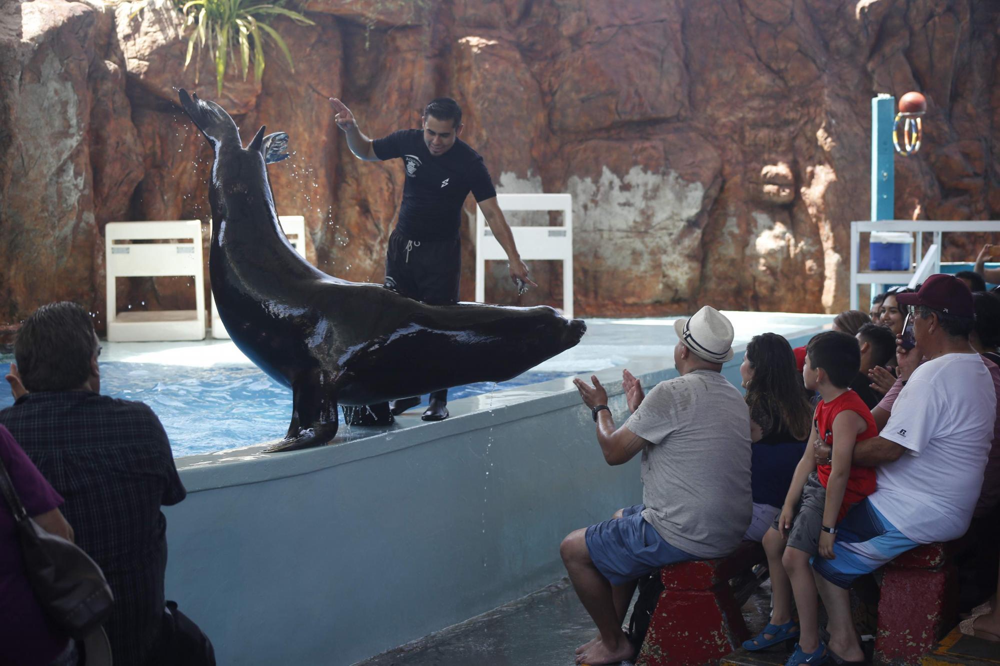 $!Acuario Mazatlán alista su cierre tras 42 años siendo el sitio más visitado de Mazatlán