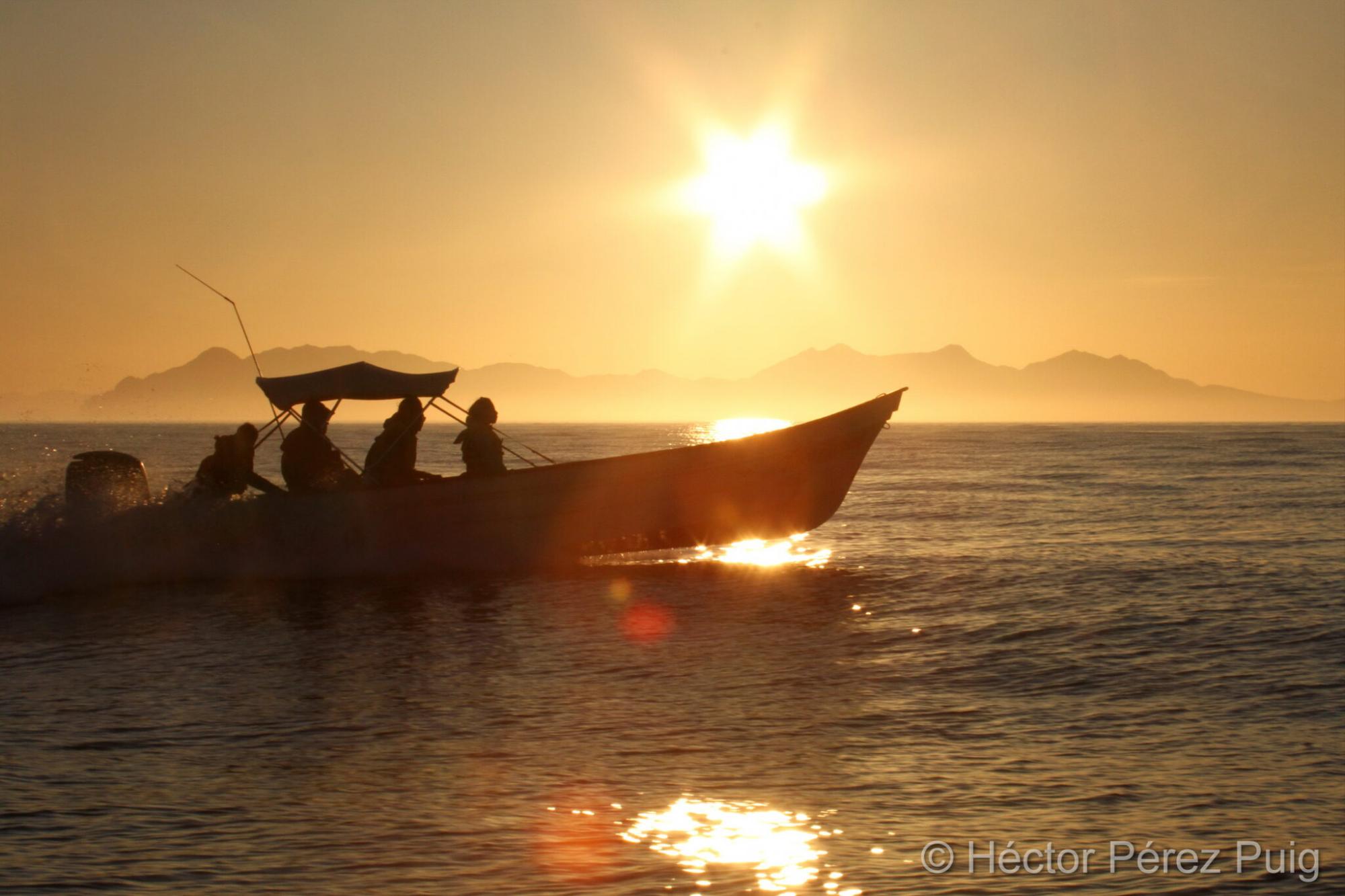 $!Estudio demuestra que cachalotes desaparecen del Golfo de California