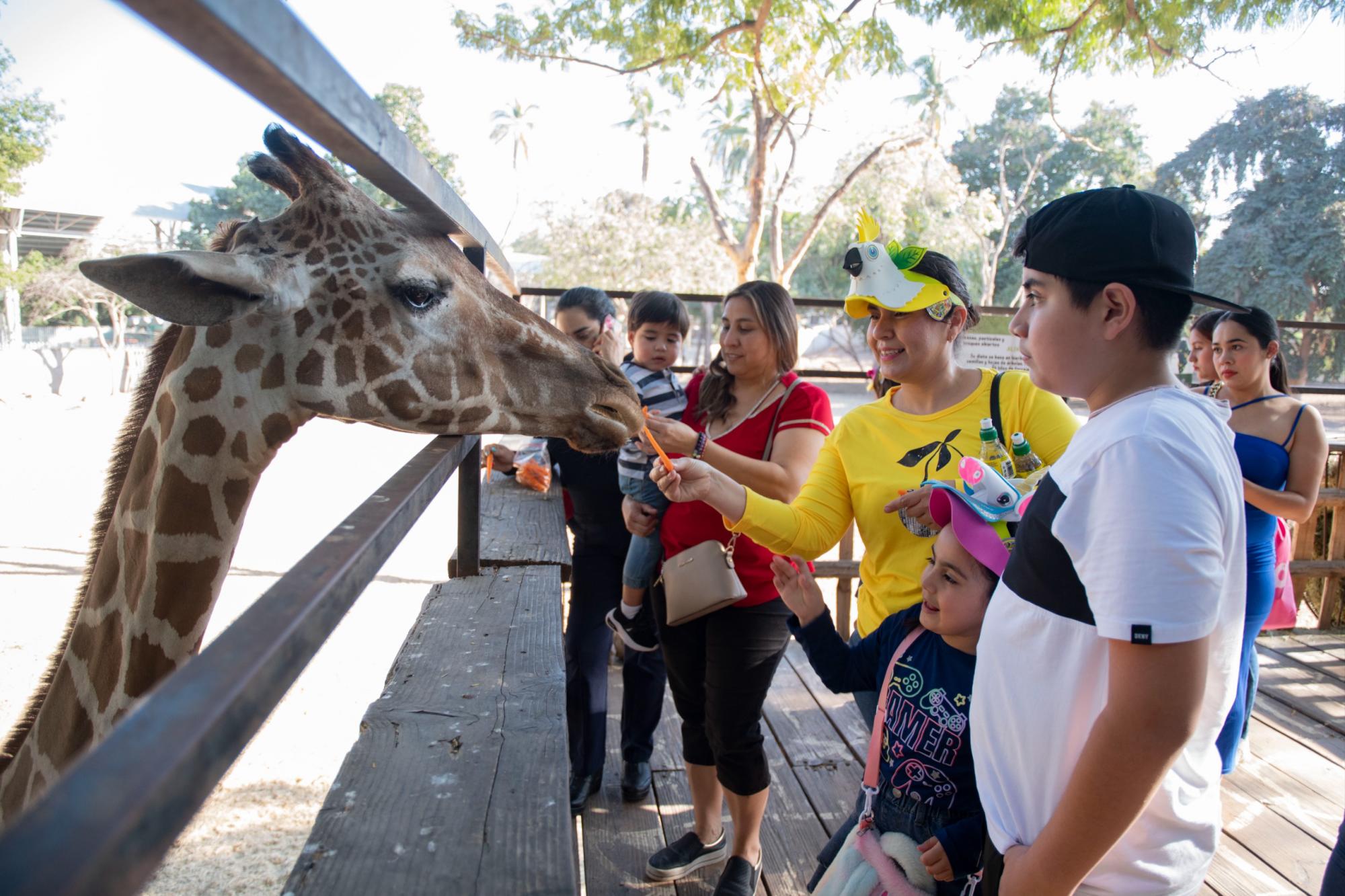 $!Dieron alimento a las jirafas.