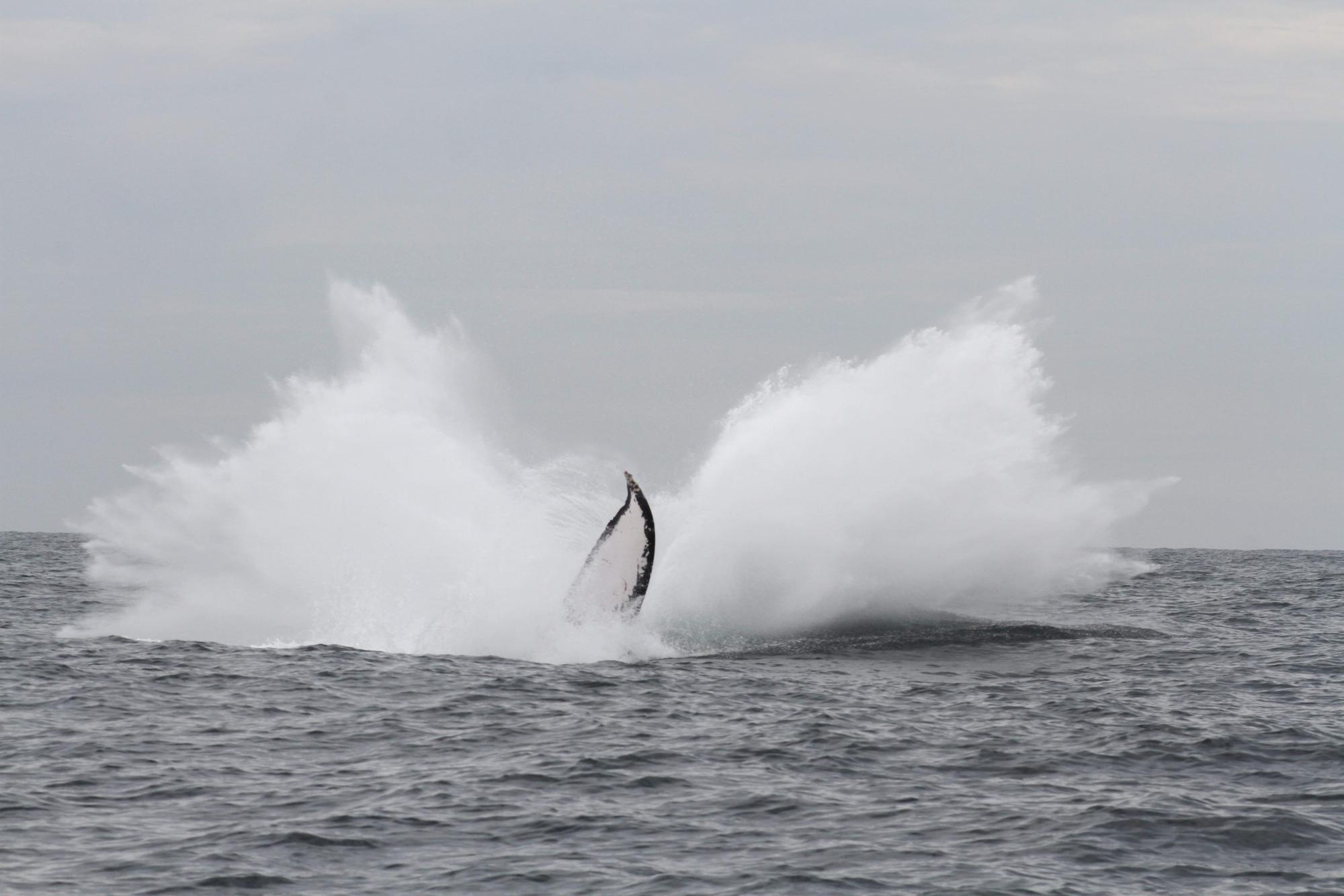 $!Urge proteger a las ballenas que llegan a México: Oceana