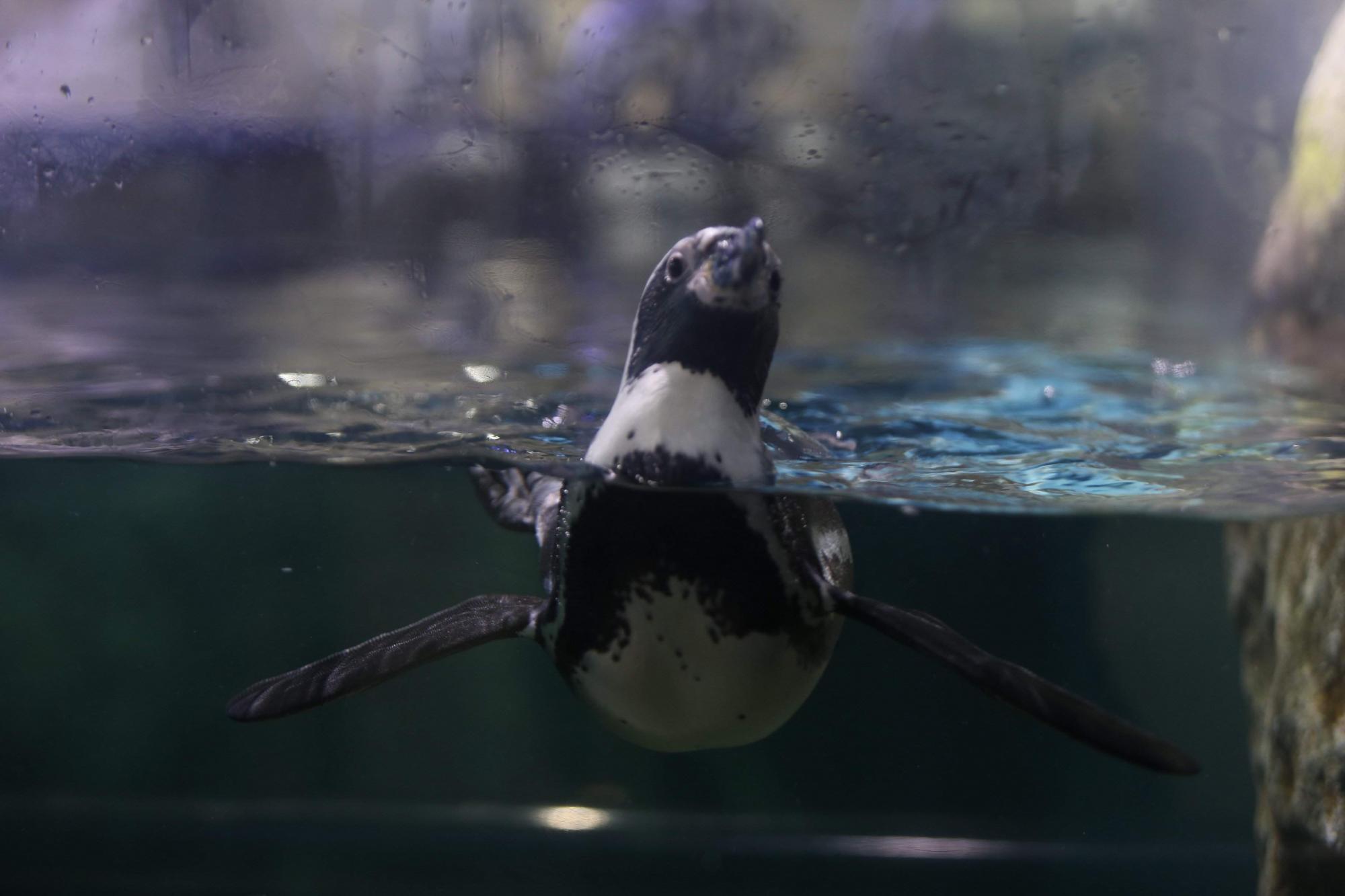 $!Acuario Mazatlán alista su cierre tras 42 años siendo el sitio más visitado de Mazatlán