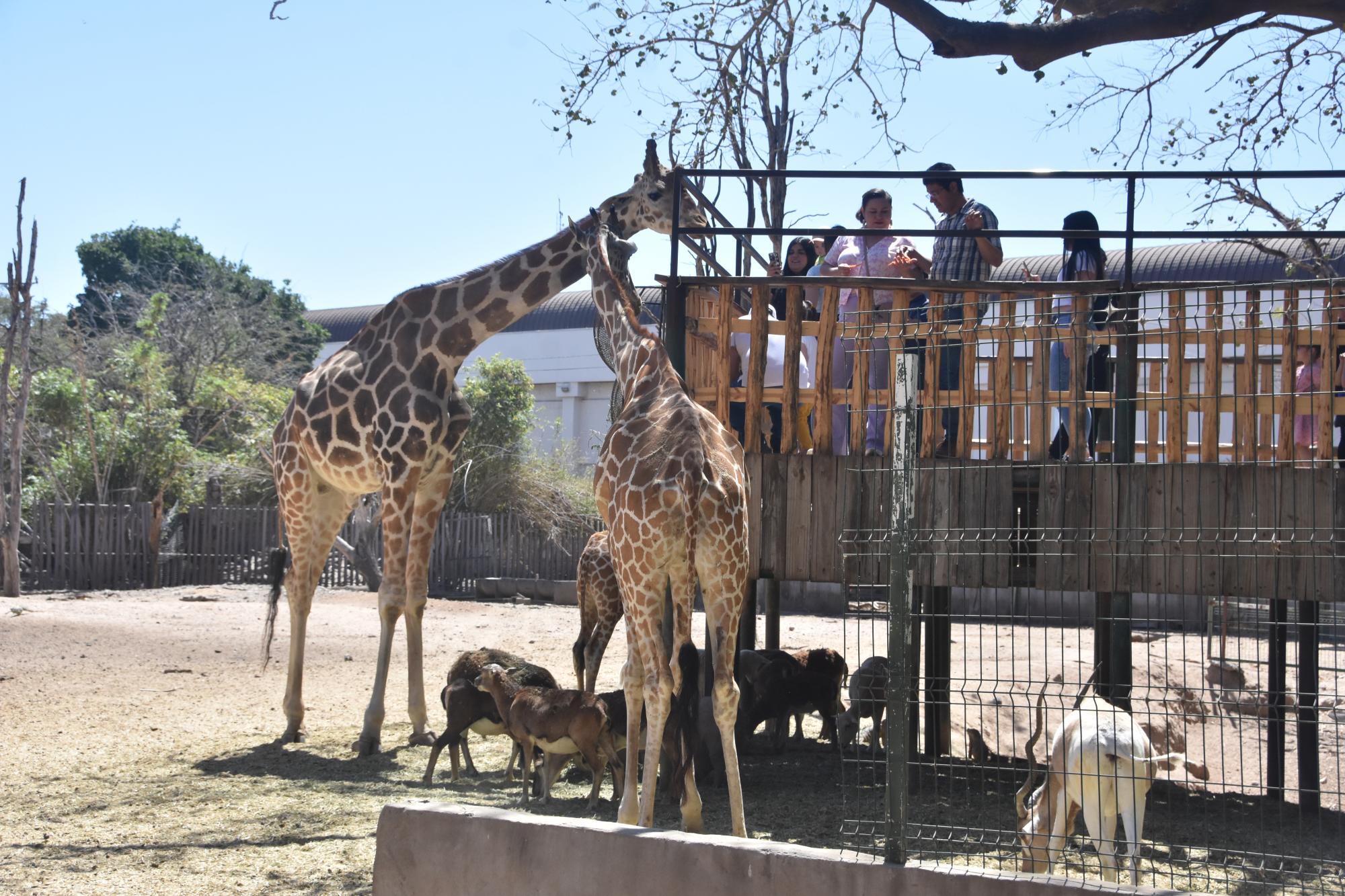 $!Chicos y grandes tienen oportunidad de alimentar a las jirafas.
