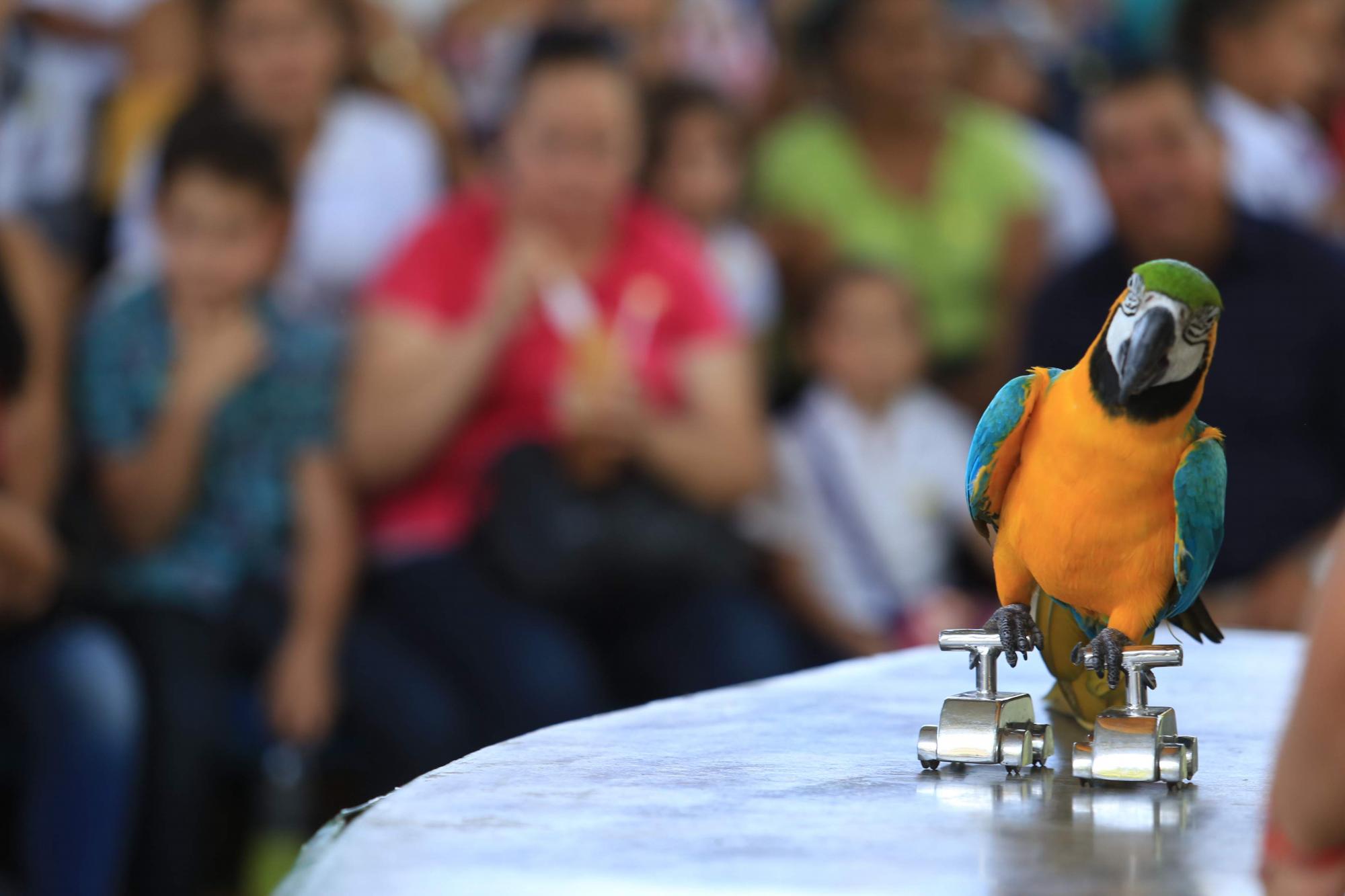 $!Acuario Mazatlán alista su cierre tras 42 años siendo el sitio más visitado de Mazatlán