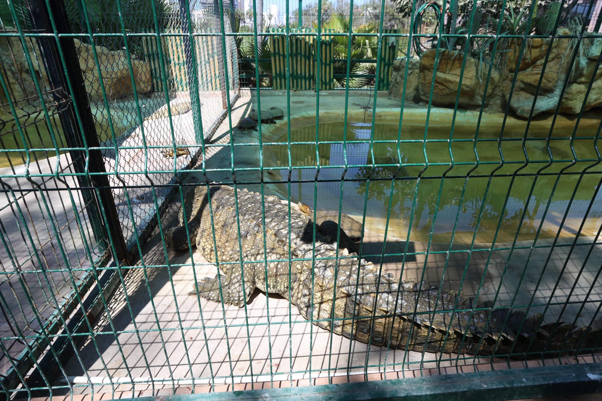 $!Acuario Mazatlán alista su cierre tras 42 años siendo el sitio más visitado de Mazatlán