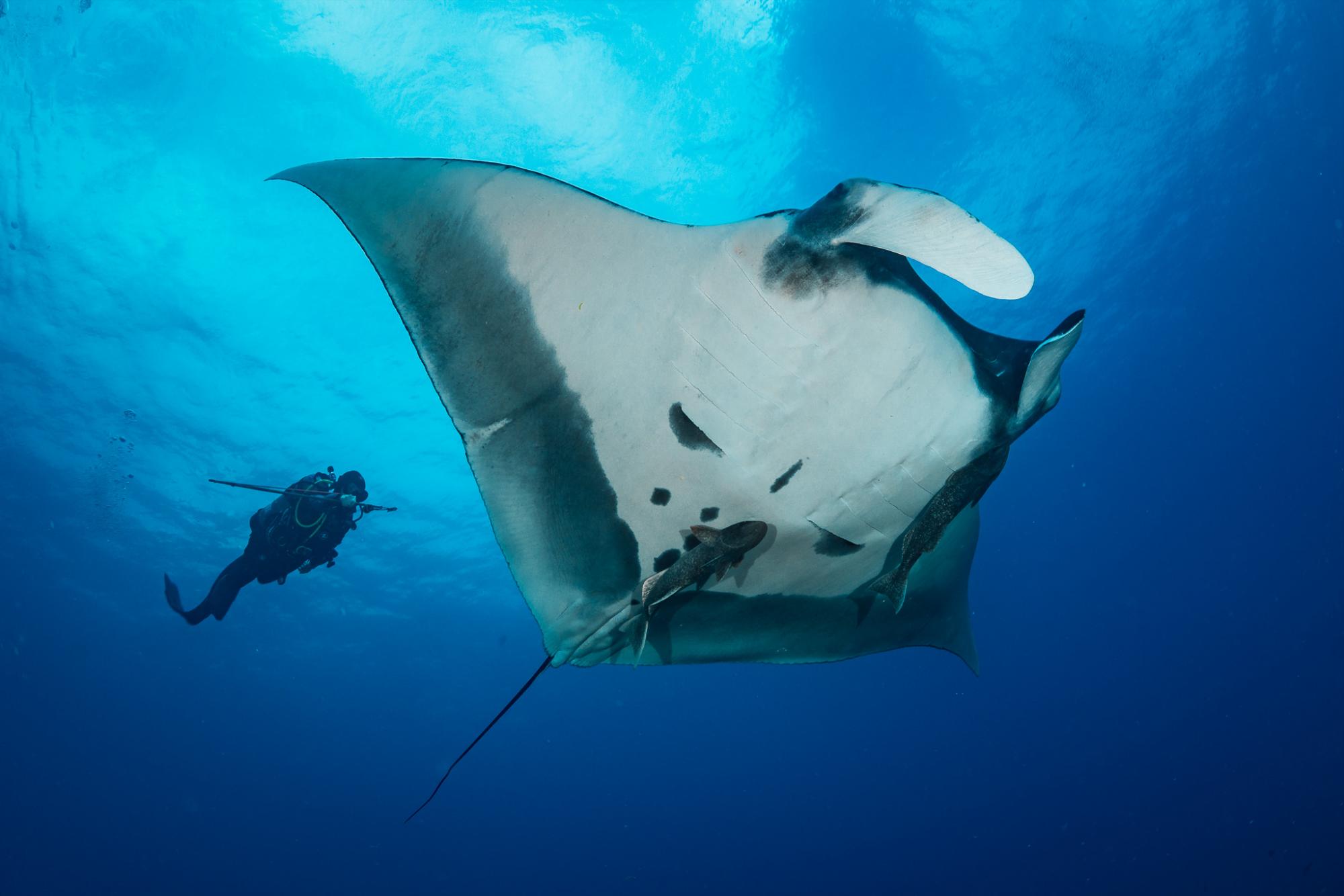 $!La doctora Madalena Pereira Cabral etiquetando una manta gigante (Mobula birostris) en el Parque Nacional Revillagigedo.