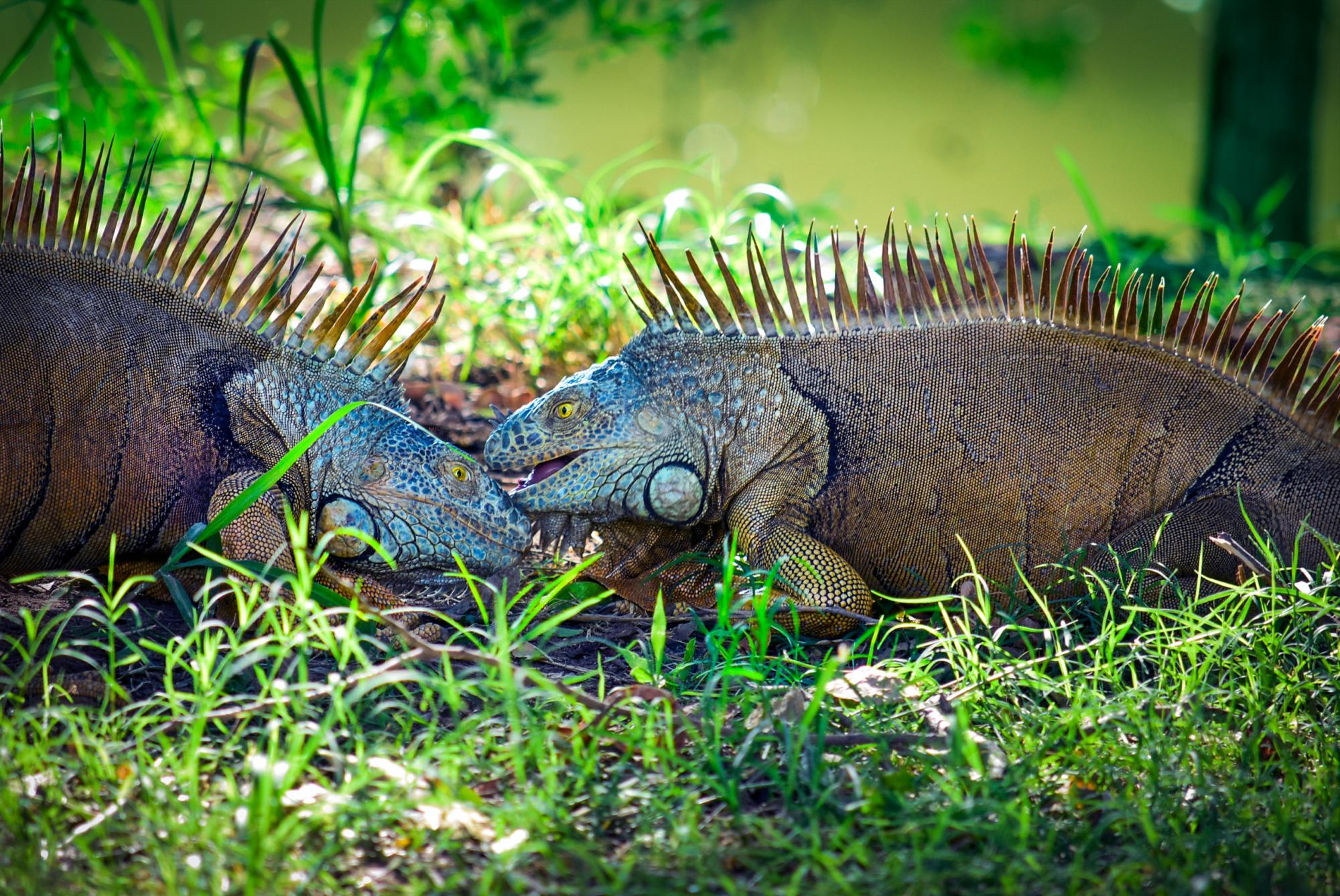 $!El Santuario de Iguanas en Culiacán, un refugio vital para su conservación