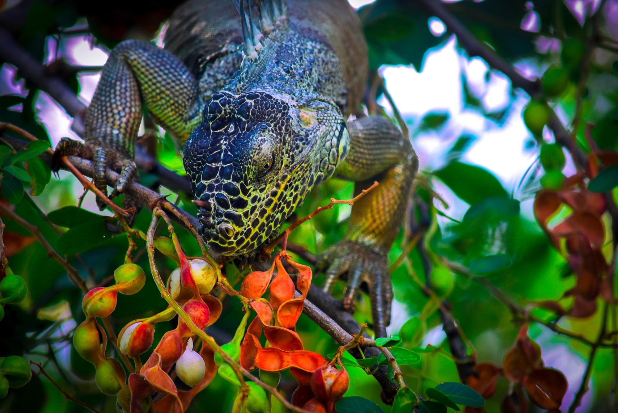 $!El Santuario de Iguanas en Culiacán, un refugio vital para su conservación