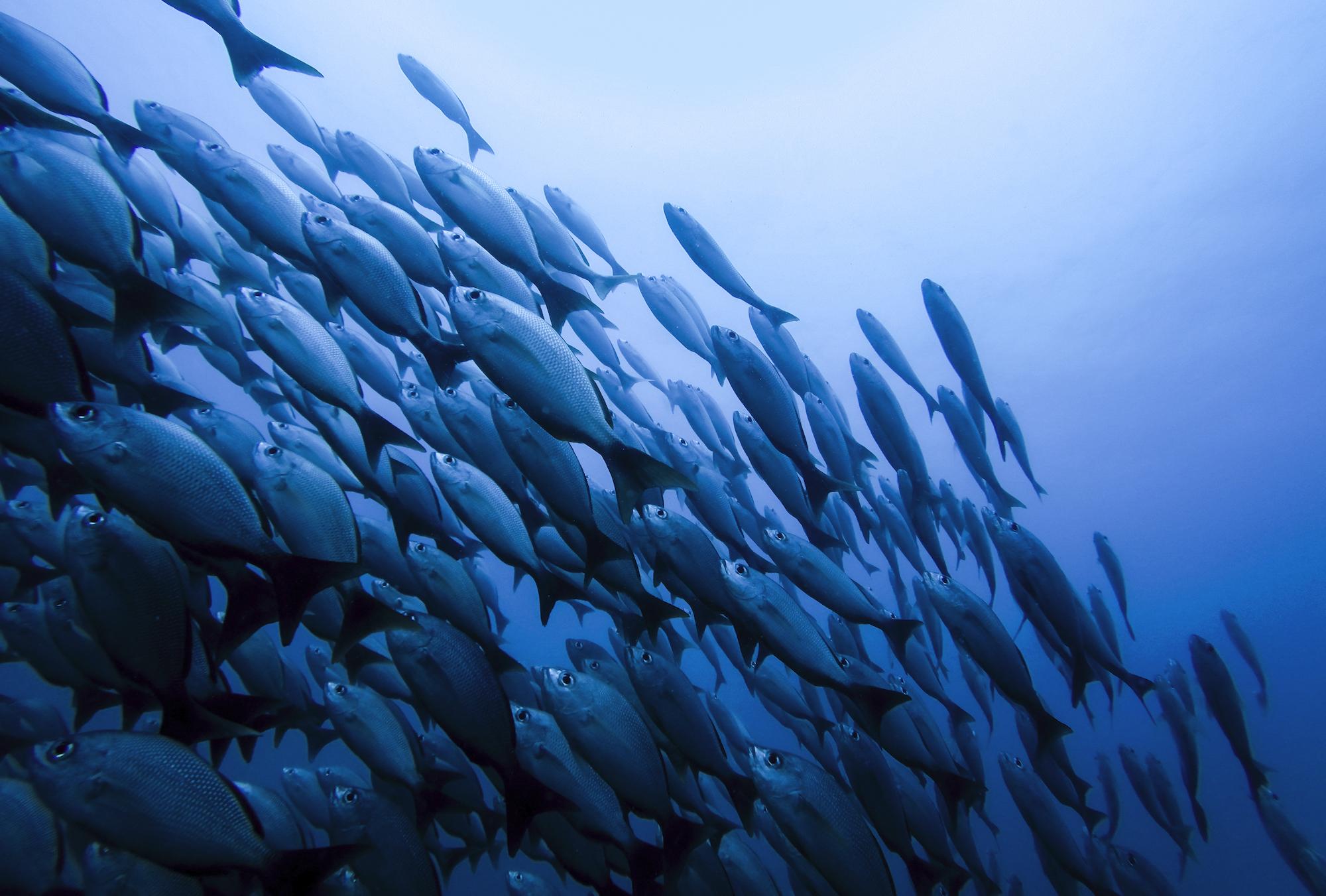 $!El mar absorbe alrededor de la cuarta parte de las emisiones anuales de dióxido de carbono.