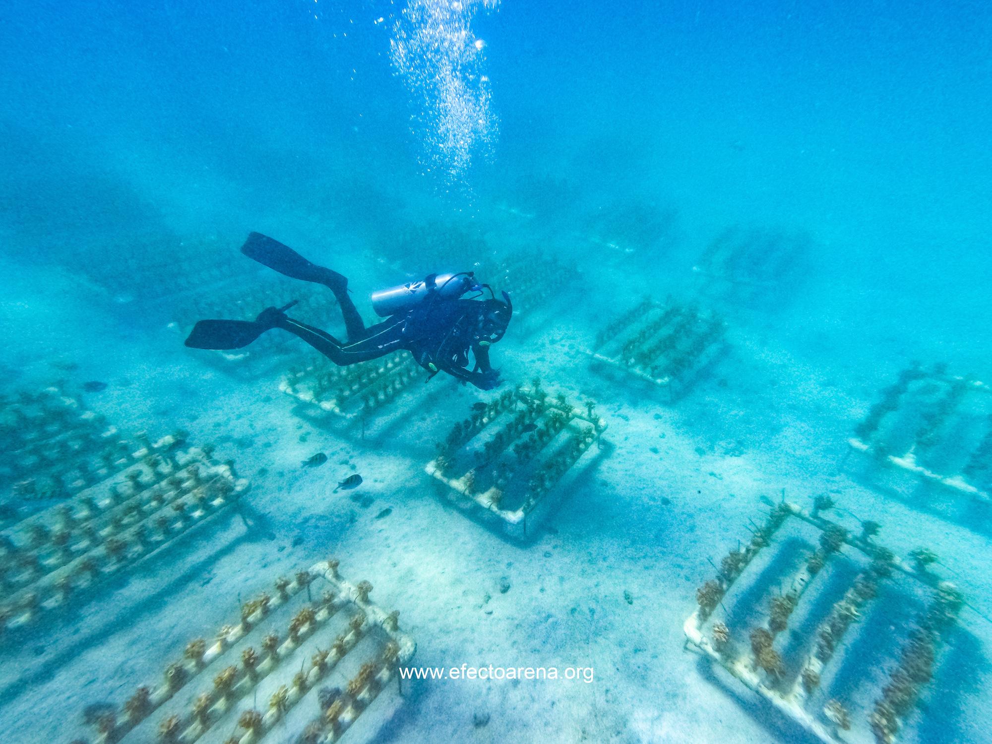 $!Buzo restaurador realizando monitoreo del crecimiento de colonias de coral en los viveros de Efecto Arena.