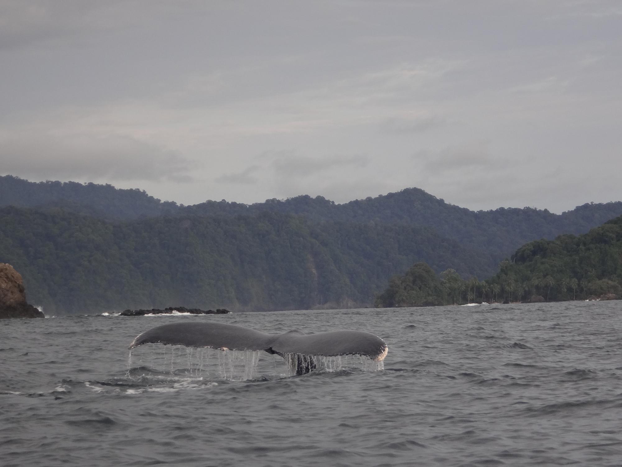 $!Avistamiento de ballenas en el departamento de Chocó, en el Pacífico colombiano.