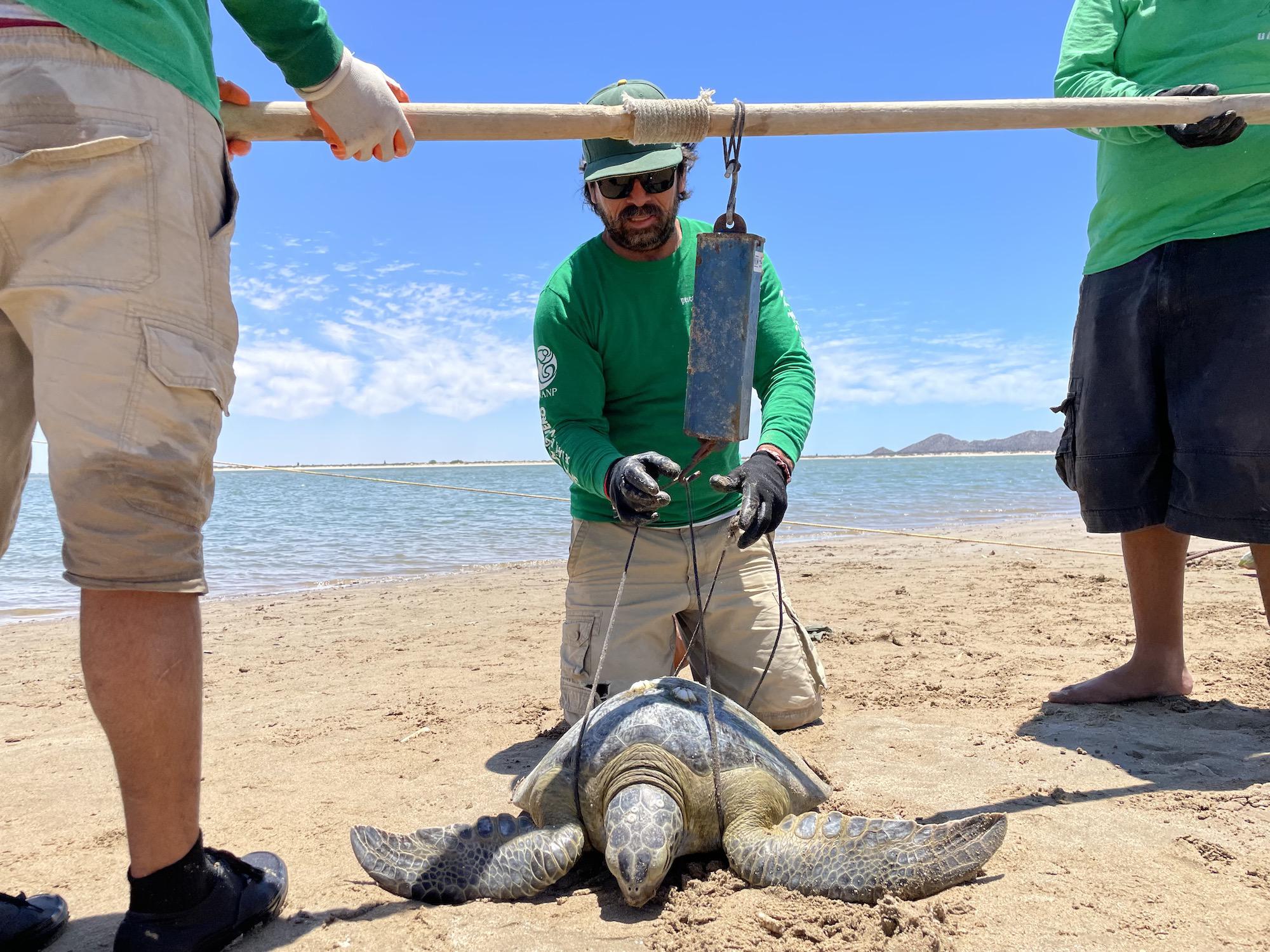 $!Los Becerra, ex pescadores que hoy monitorean y rescatan tortugas marinas en el noroeste de México