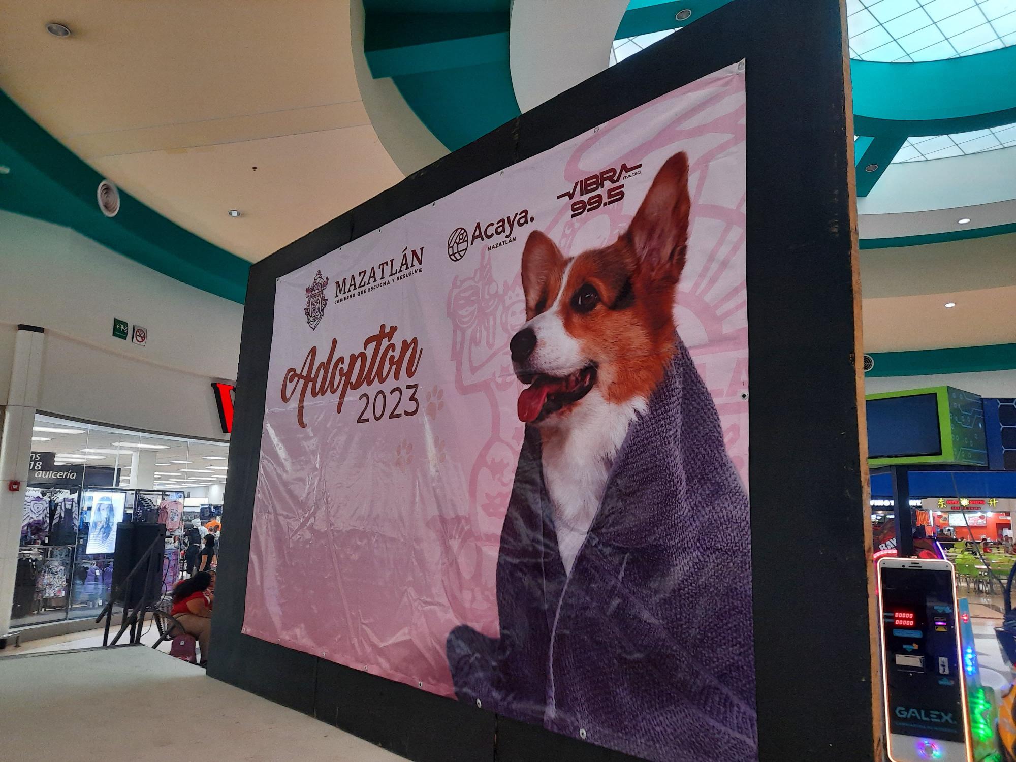 $!Realizan el Adoptón 2023 para buscarle hogar a perros y gatos, en Mazatlán