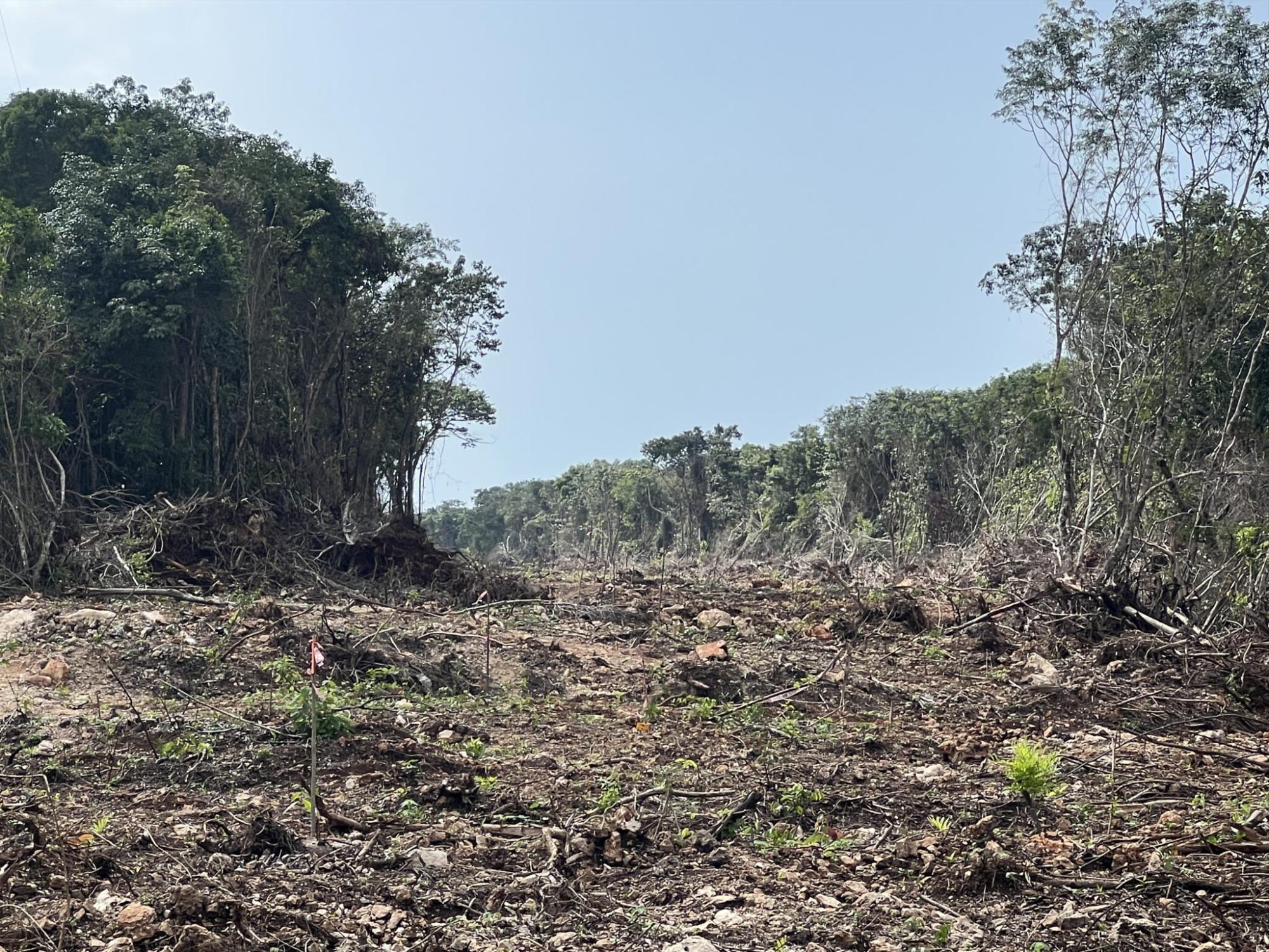 $!Una de las zonas en donde se construye el Tren Maya.