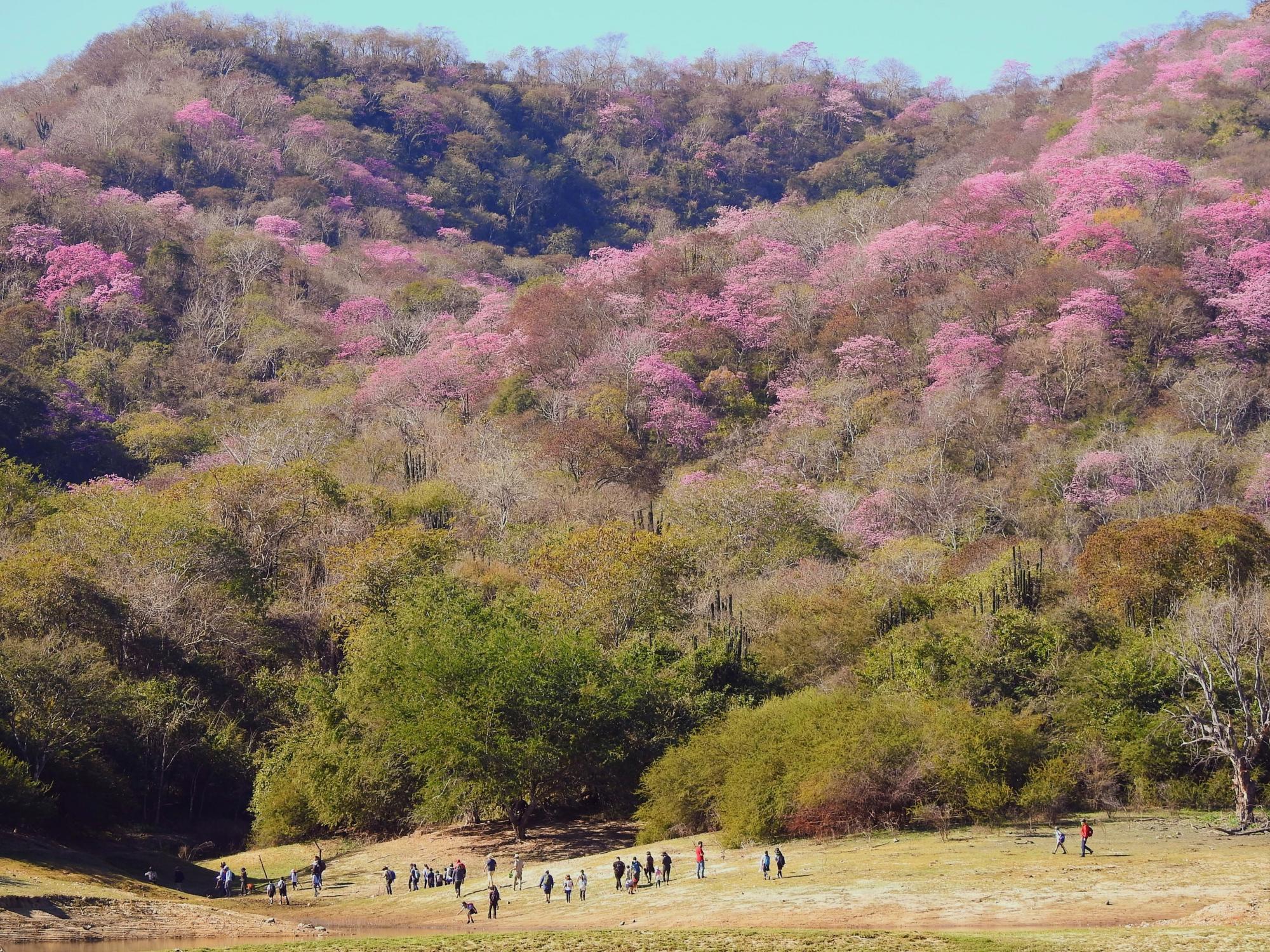 $!Dan a conocer a los ganadores del concurso de fotografía Oda a la amapa