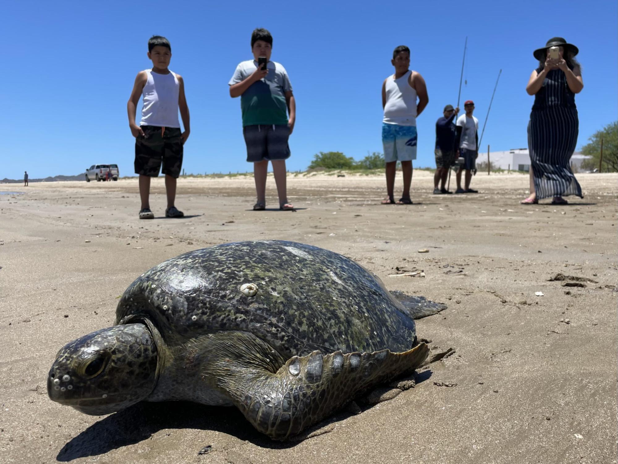 $!Los Becerra, ex pescadores que hoy monitorean y rescatan tortugas marinas en el noroeste de México