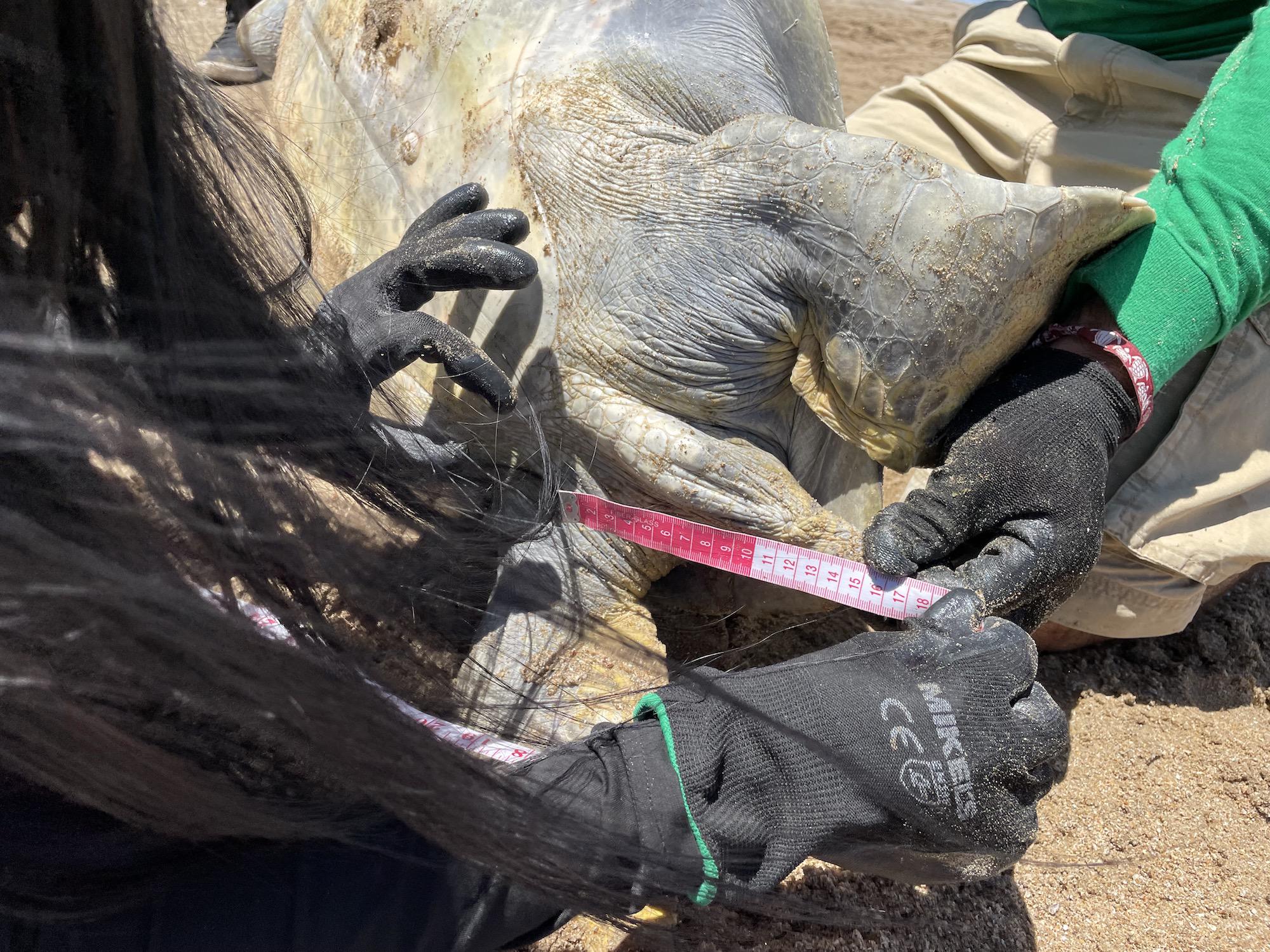 $!Los Becerra, ex pescadores que hoy monitorean y rescatan tortugas marinas en el noroeste de México