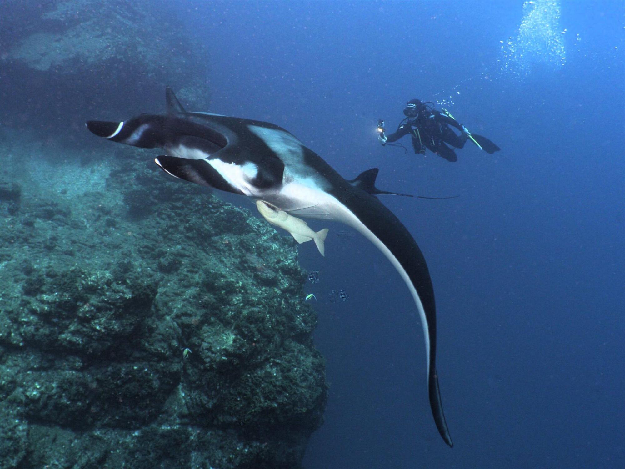 $!La doctora Madalena Pereira Cabral recolectando imágenes de una manta gigante en el Parque Nacional Revillagigedo.