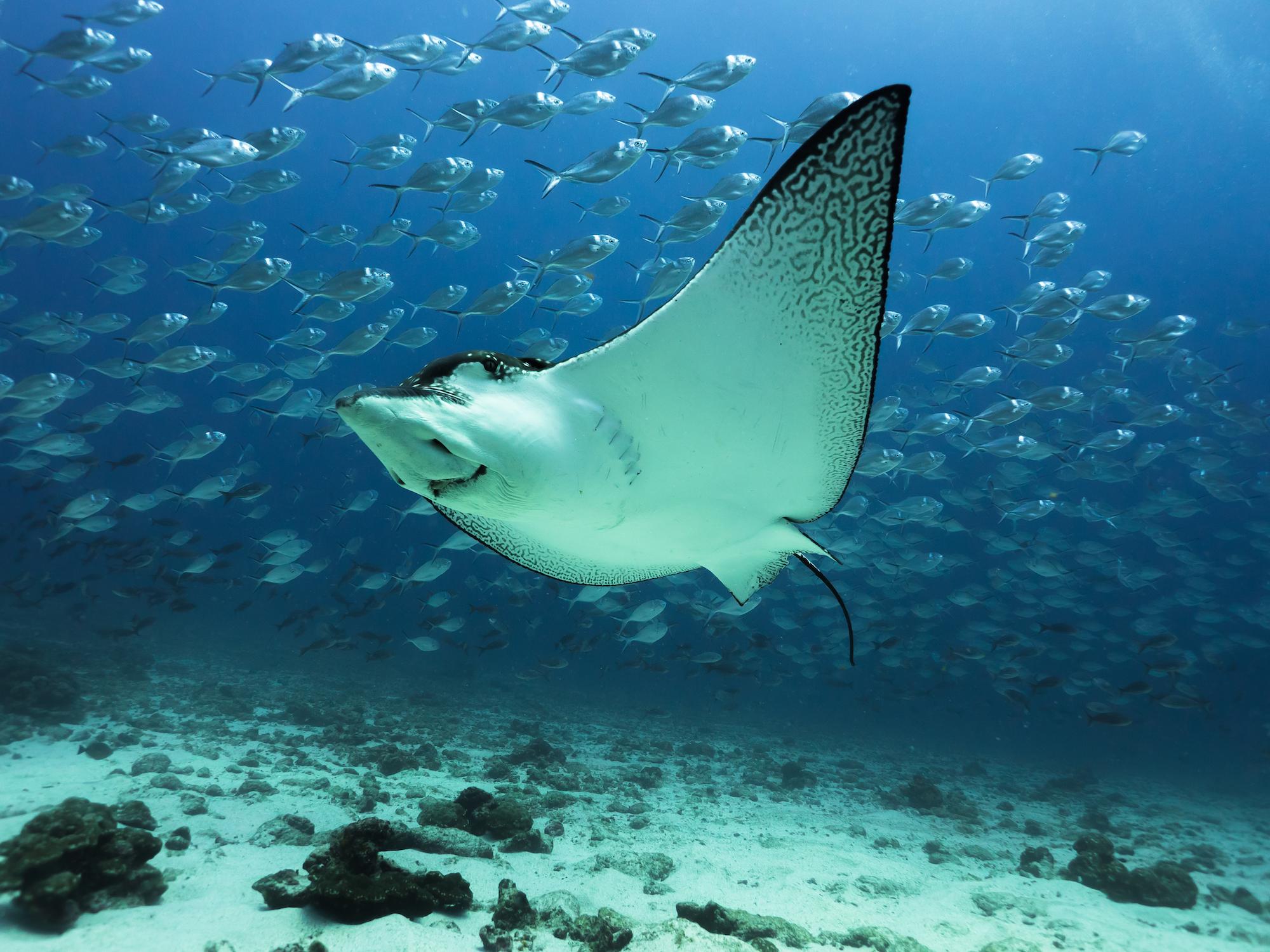 $!Raya águila manchada (Aetobatus narinari) nadando cerca del fondo del océano cerca de la Isla Darwin, en las Islas Galápagos.