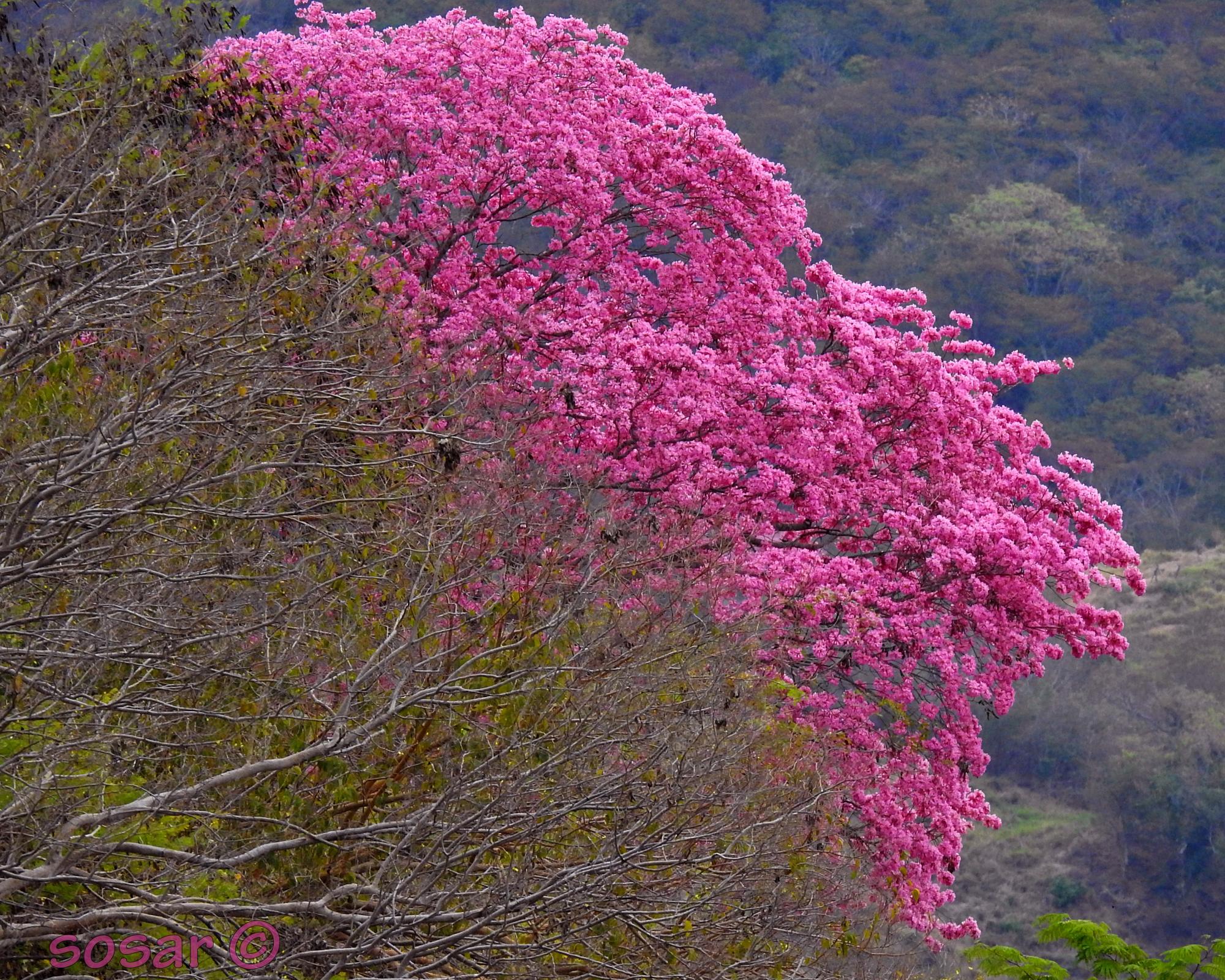 $!Dan a conocer a los ganadores del concurso de fotografía Oda a la amapa