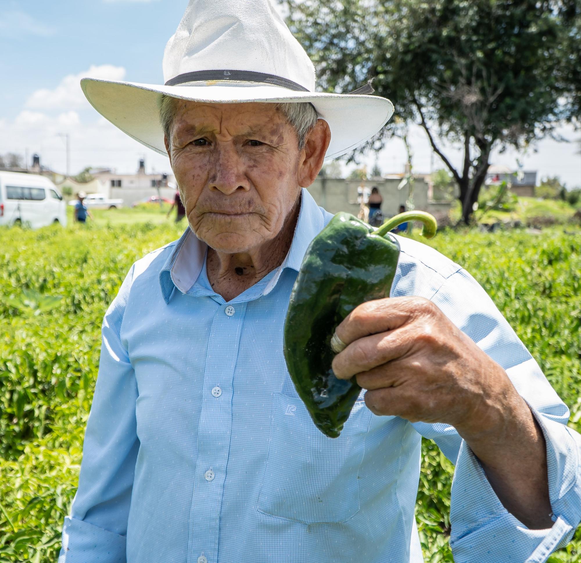 $!Garantizan productores de chile poblano producción y abasto: Agricultura