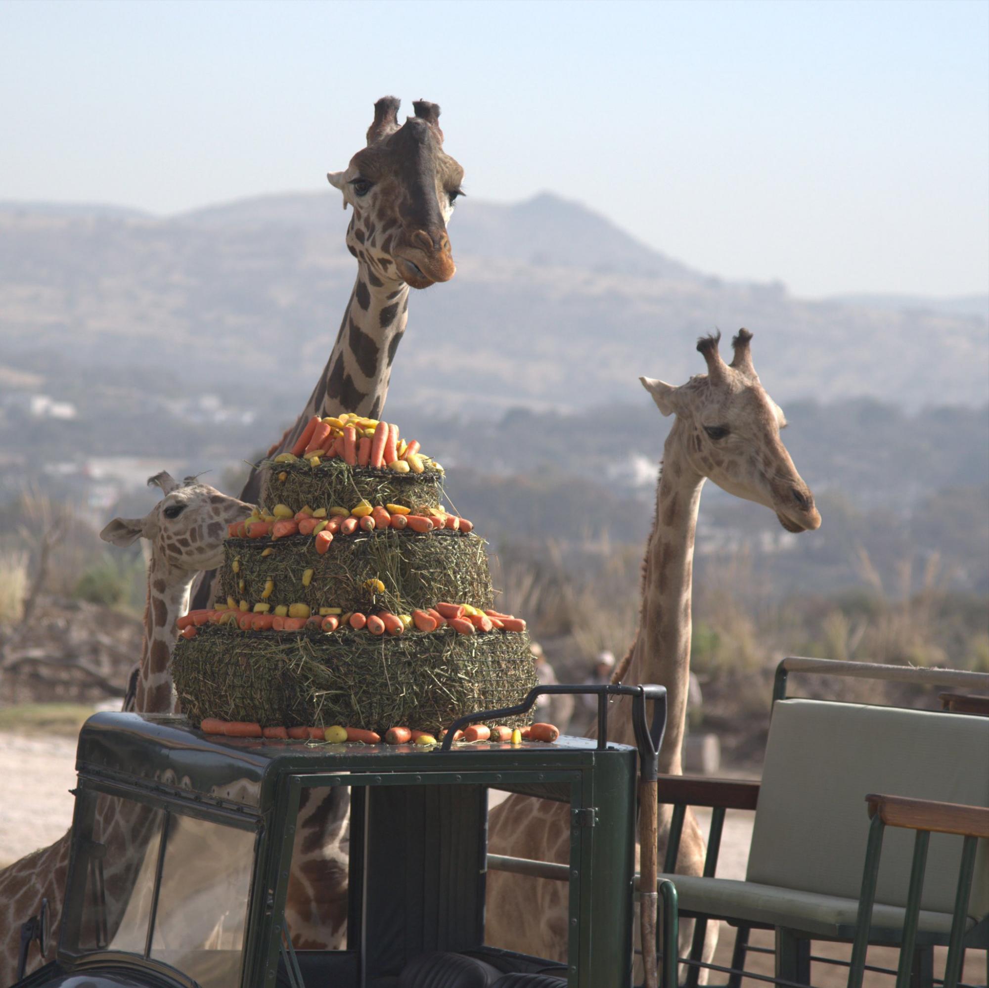 $!Jirafa Benito se integra a su nueva manada en Africam Safari en Puebla