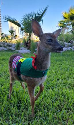 “Bambina” se recupera en el Gran Acuario Mazatlán.